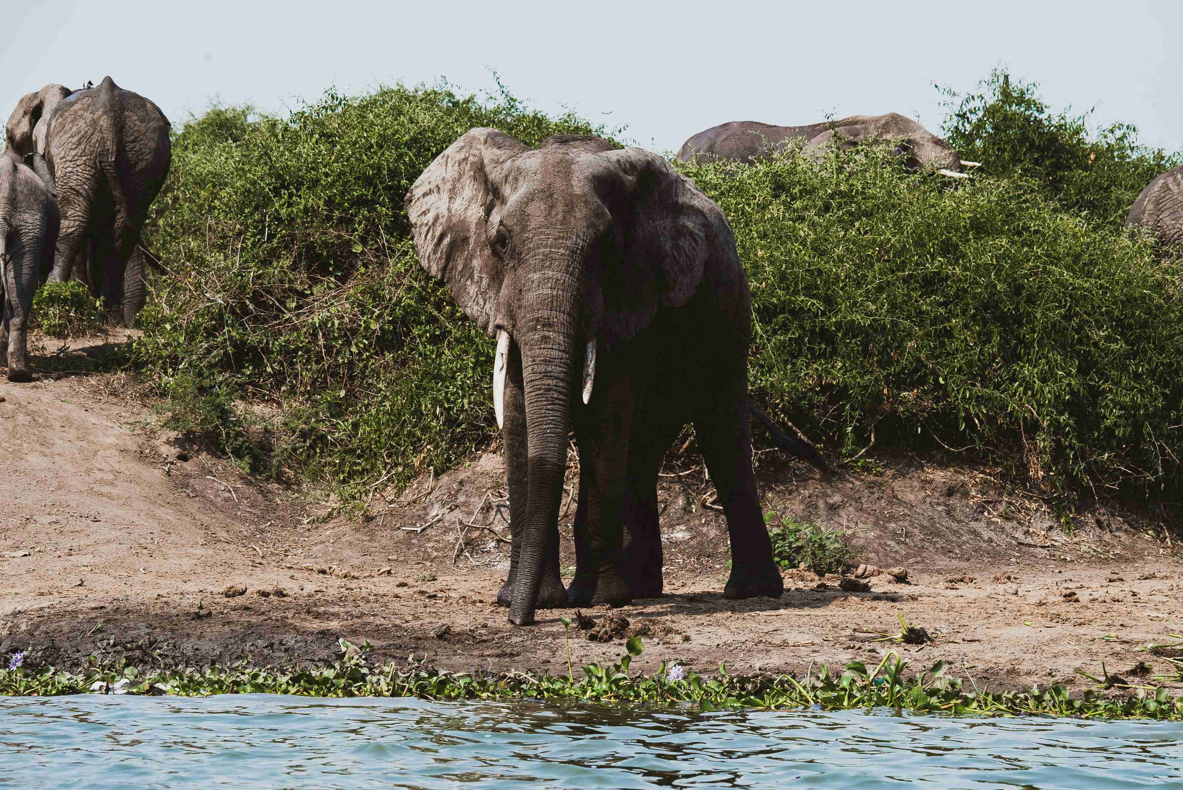 a-group-of-elephants-stand-near-a-body-of-water