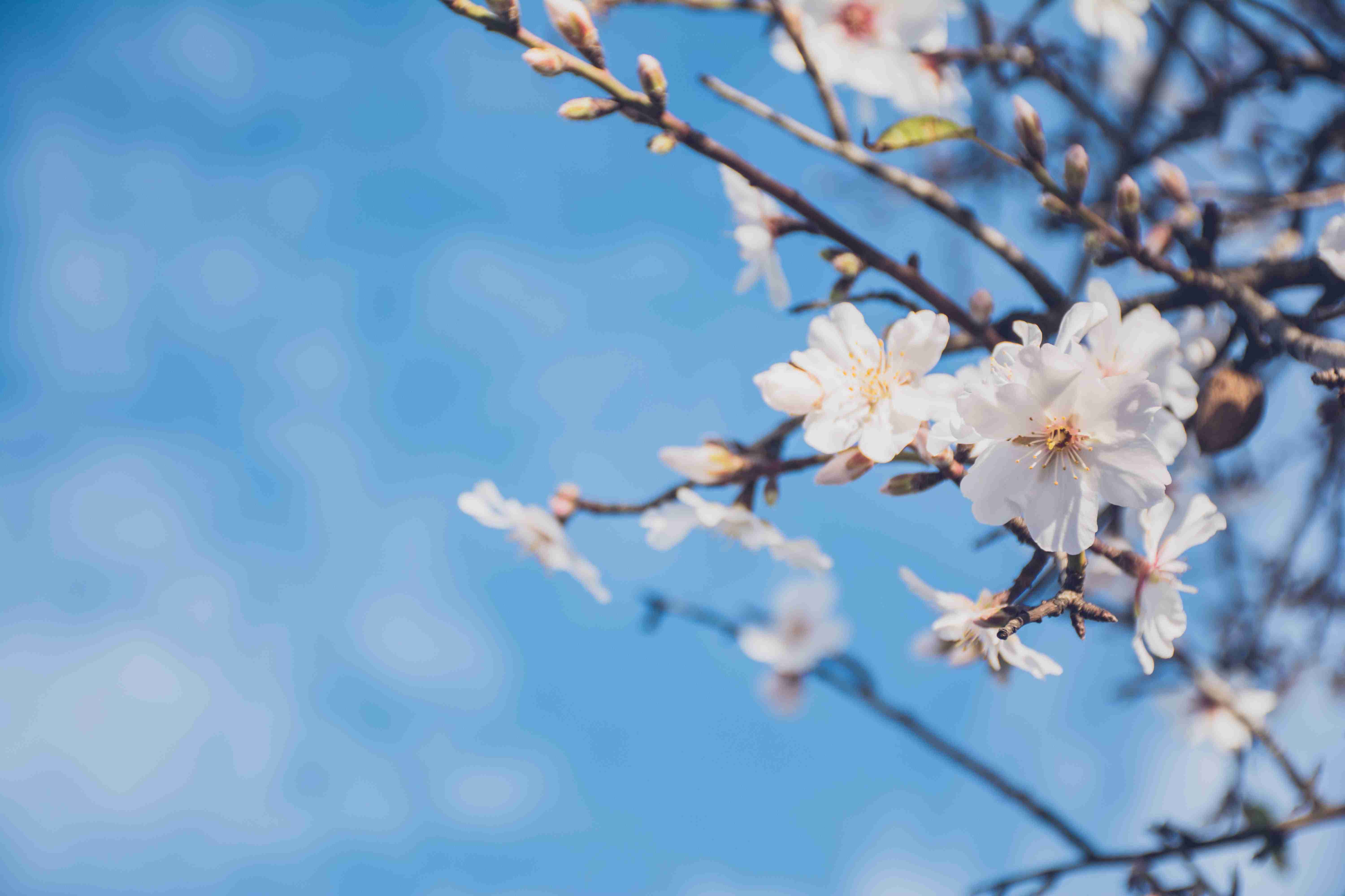 Almond Blossoms Against Blue Sky