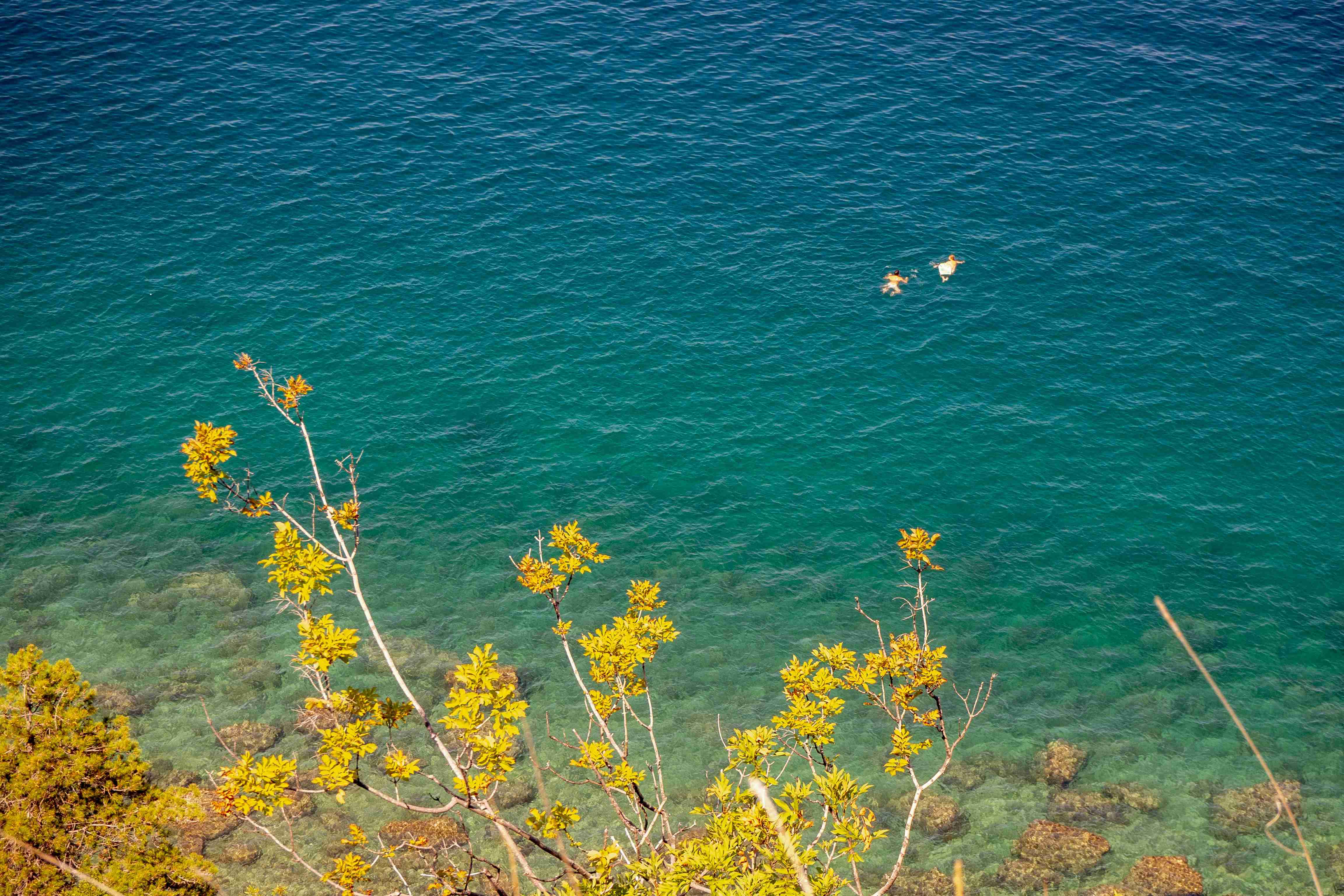 Cliffside View of Crystal Clear Waters with Ducks