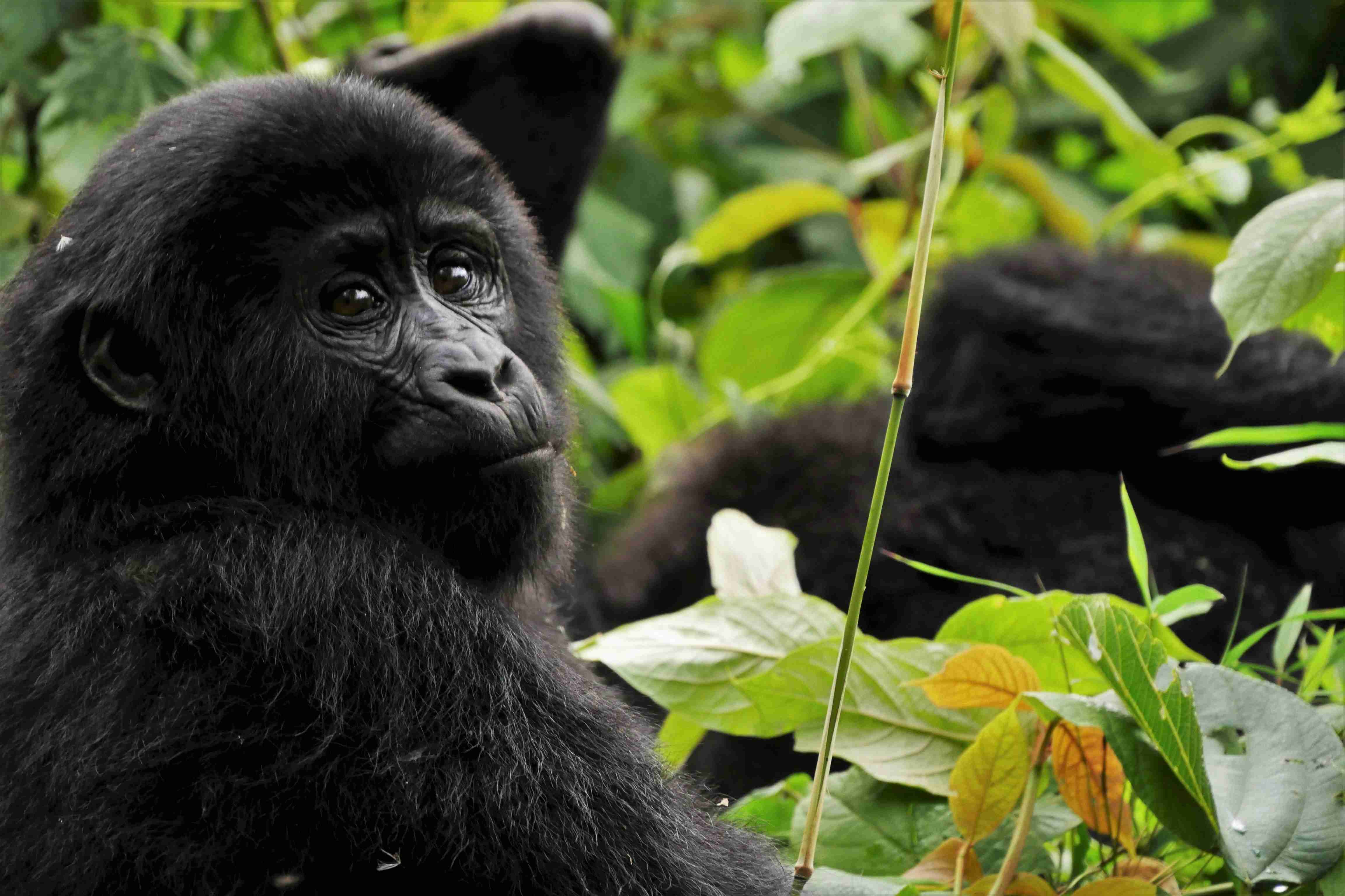 Curious Young Gorilla Amidst Foliage