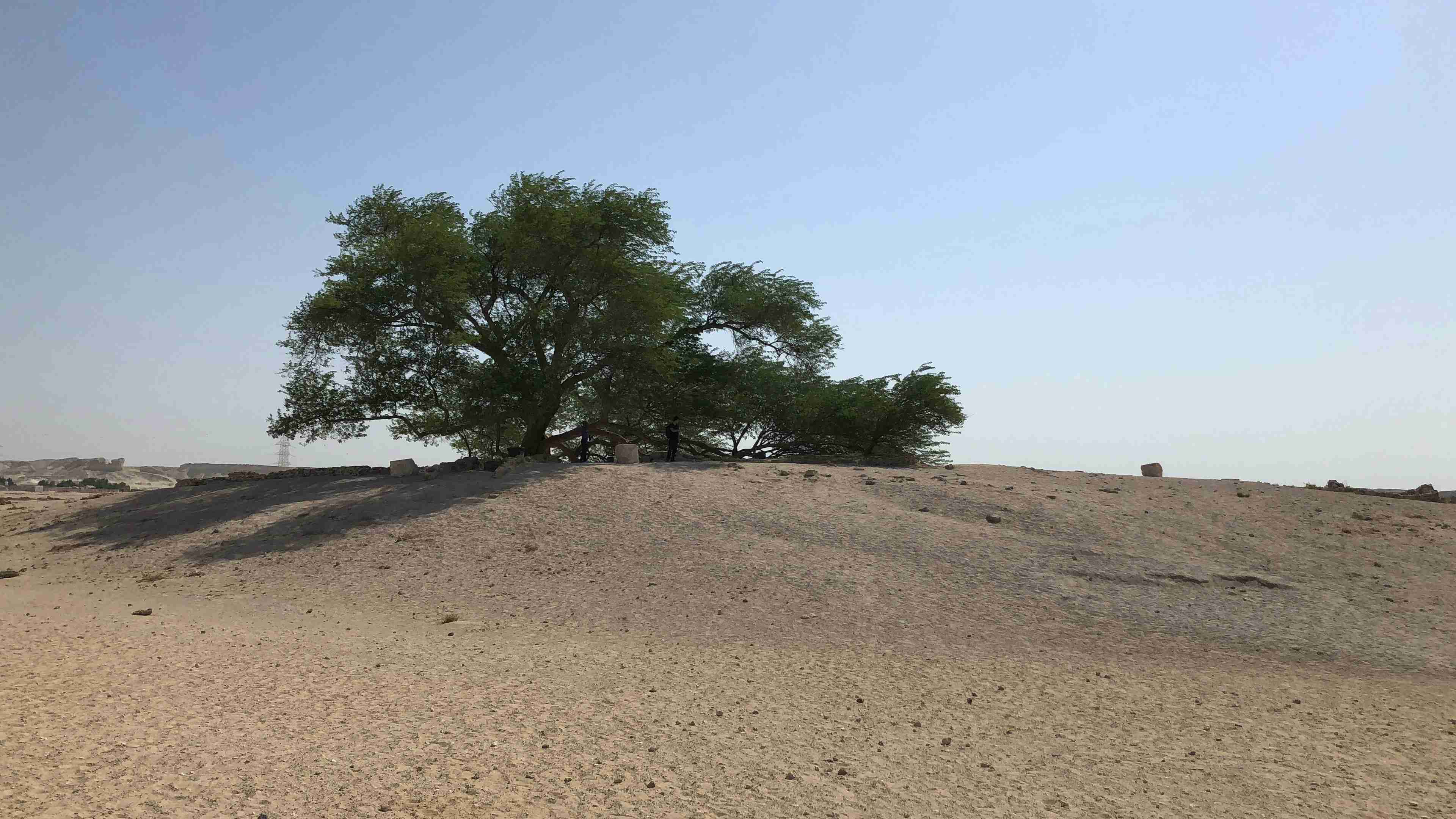 Desert Oasis With Lone Tree