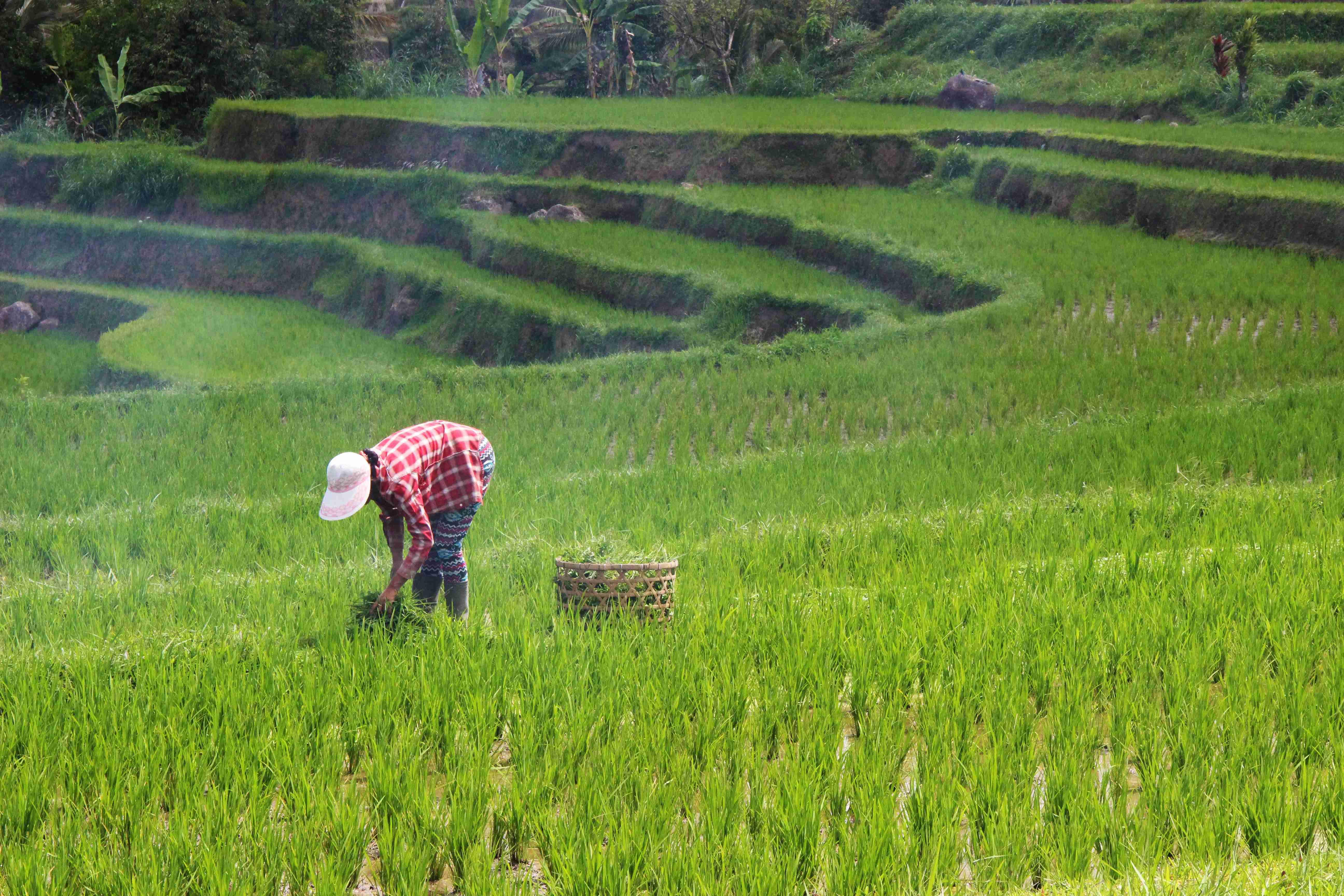 Agricultor trabalhando em terraços de arroz verde