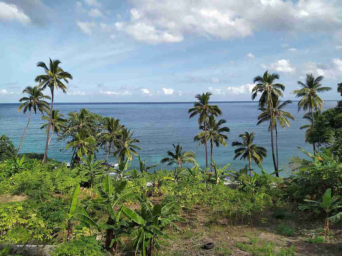 Grande Comore palm trees
