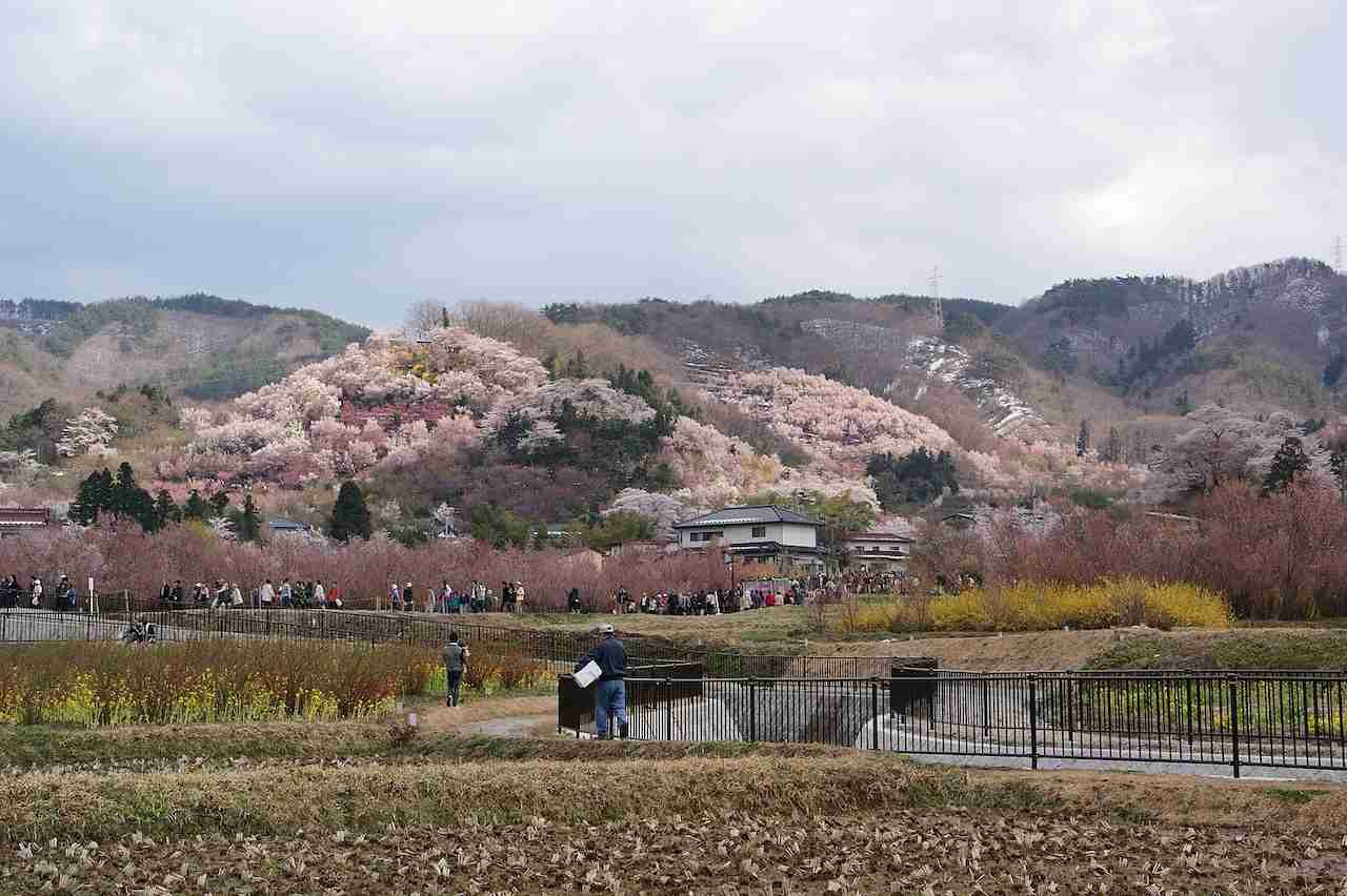 Vedere panoramică spre Hanamiyama Park Sakura Blossoms