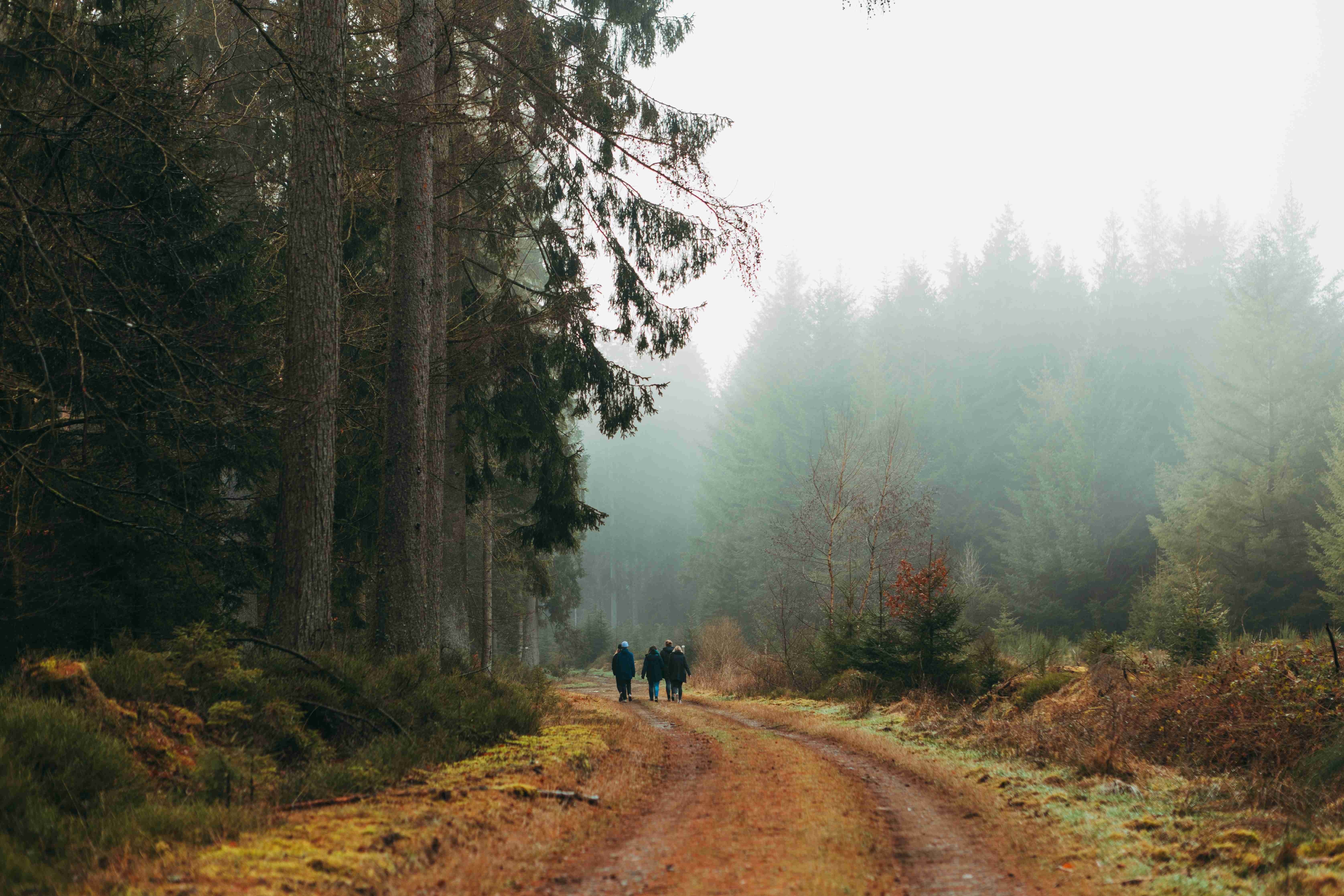 Jalur Hutan Berkabut Dengan Pejalan Kaki