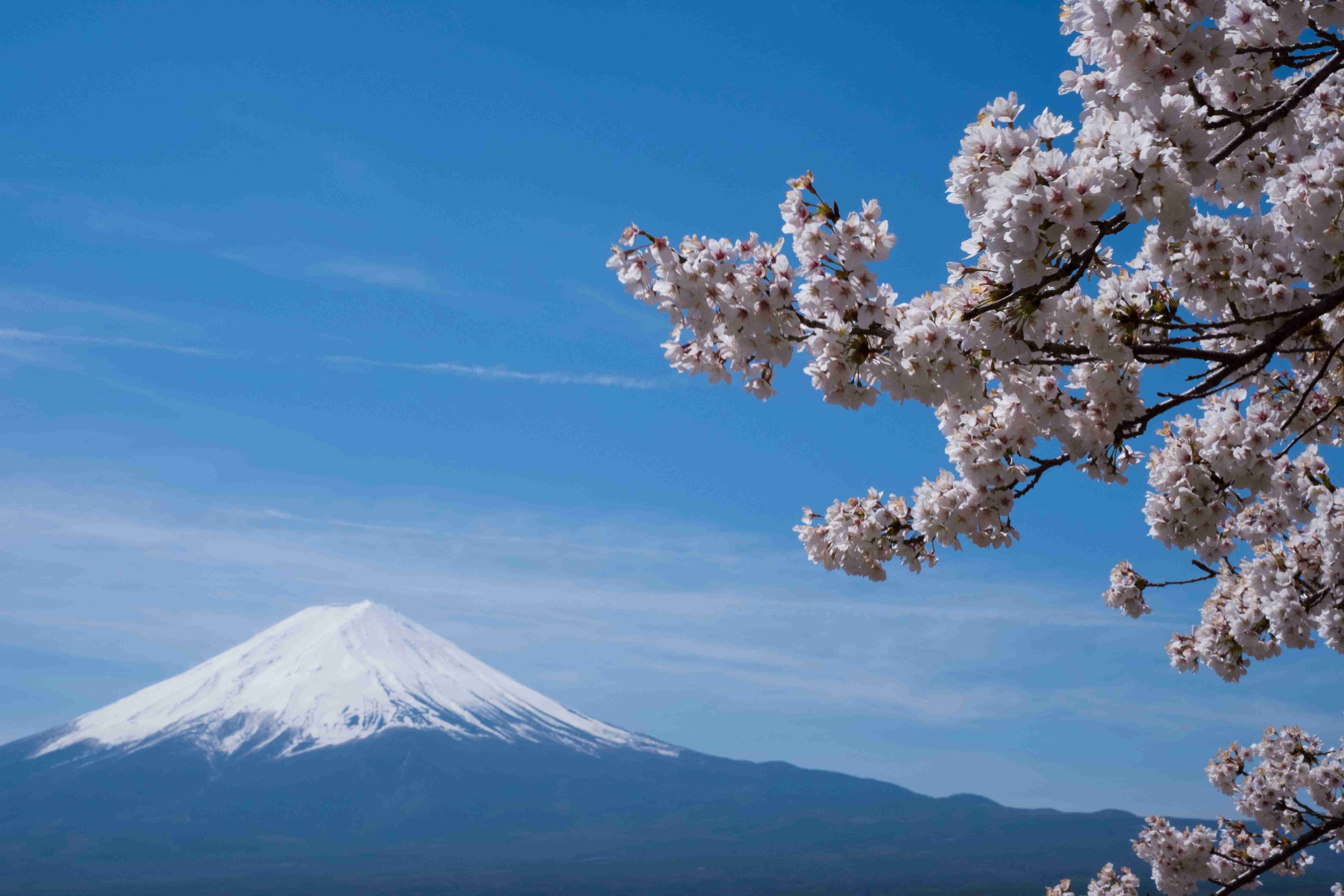 Mount Fuji and Cherry Blossoms