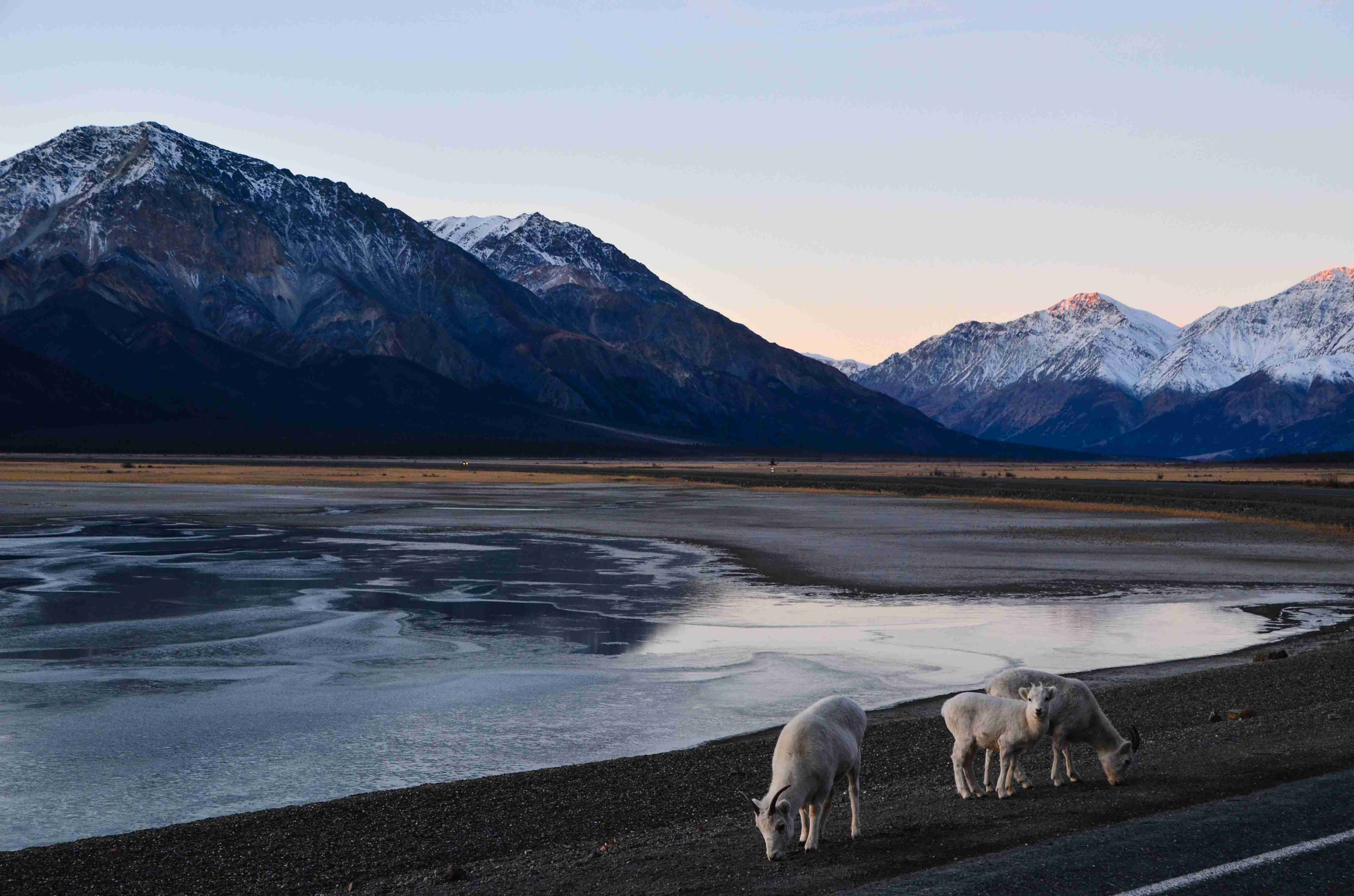 Mountain Landscape with Grazing Goats.
