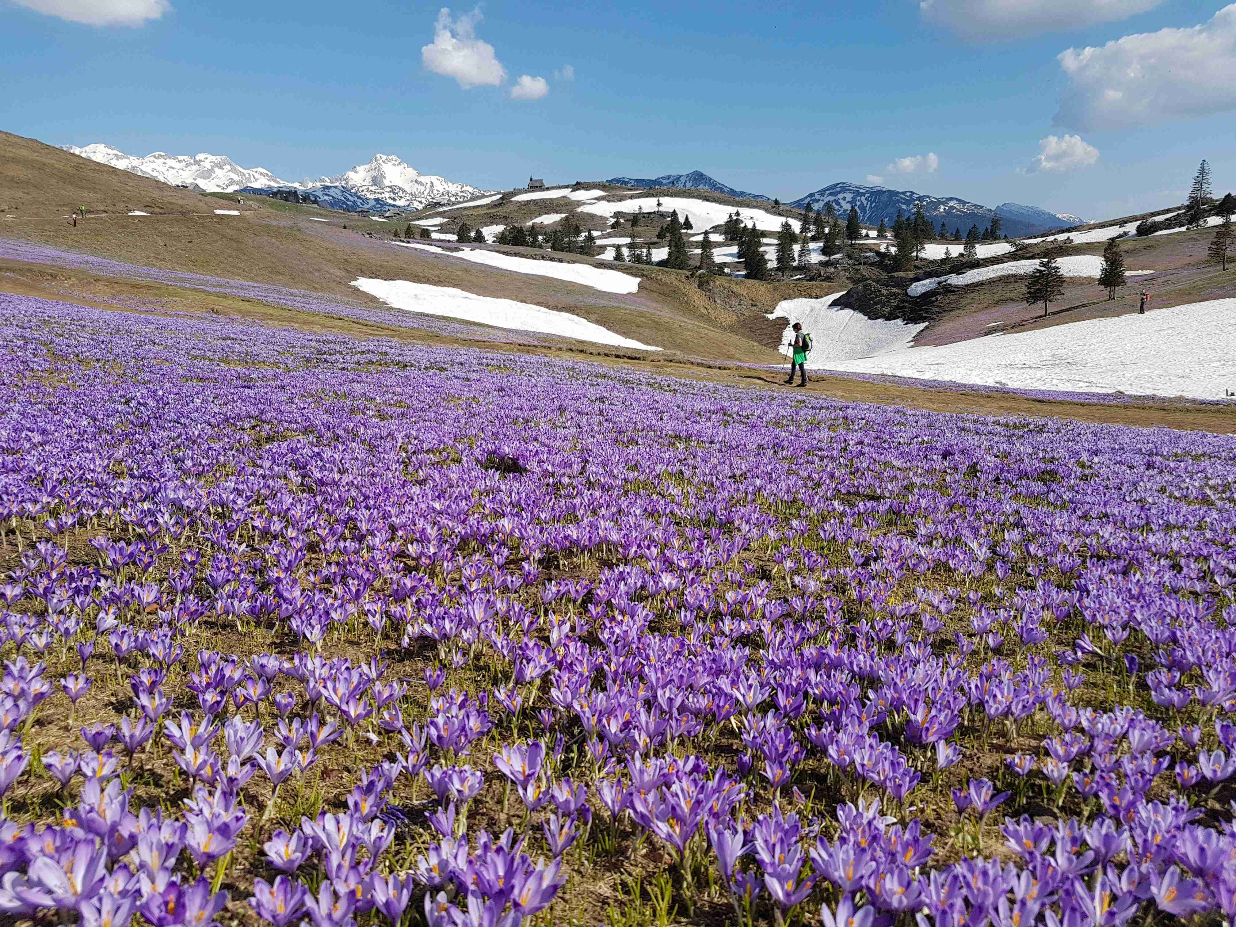 Mountain Meadow with Blooming Crocuses