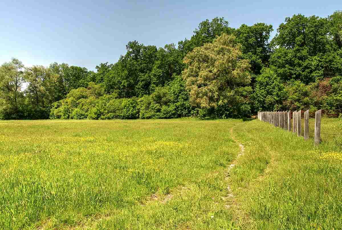 Pădurea Domnească Glodeni