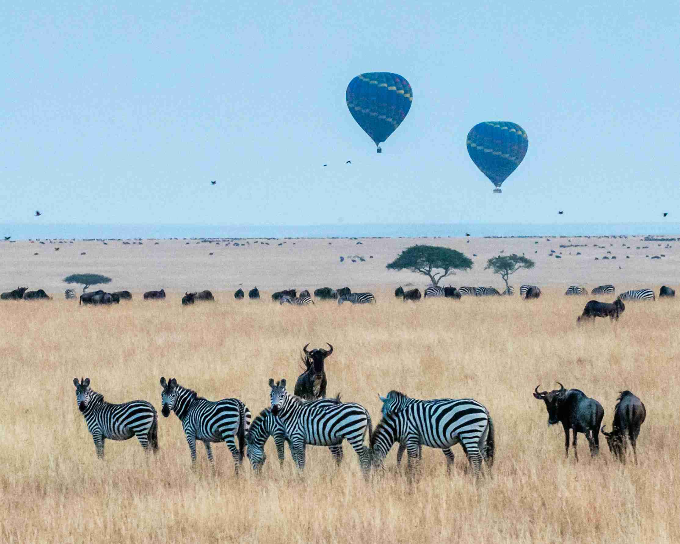 Safari Balloons and Wildlife
