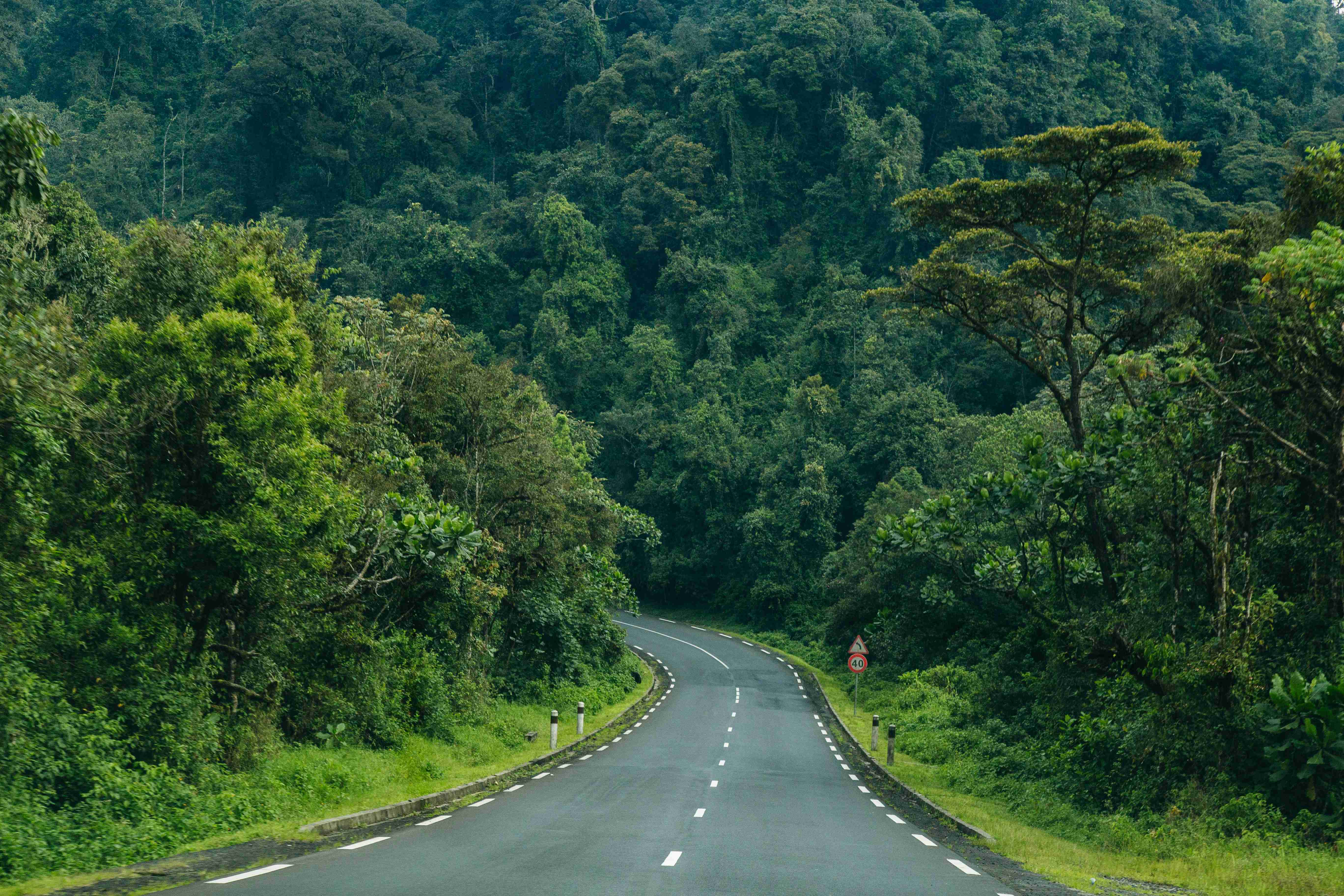 Scenic Road Through Dense Green Forest