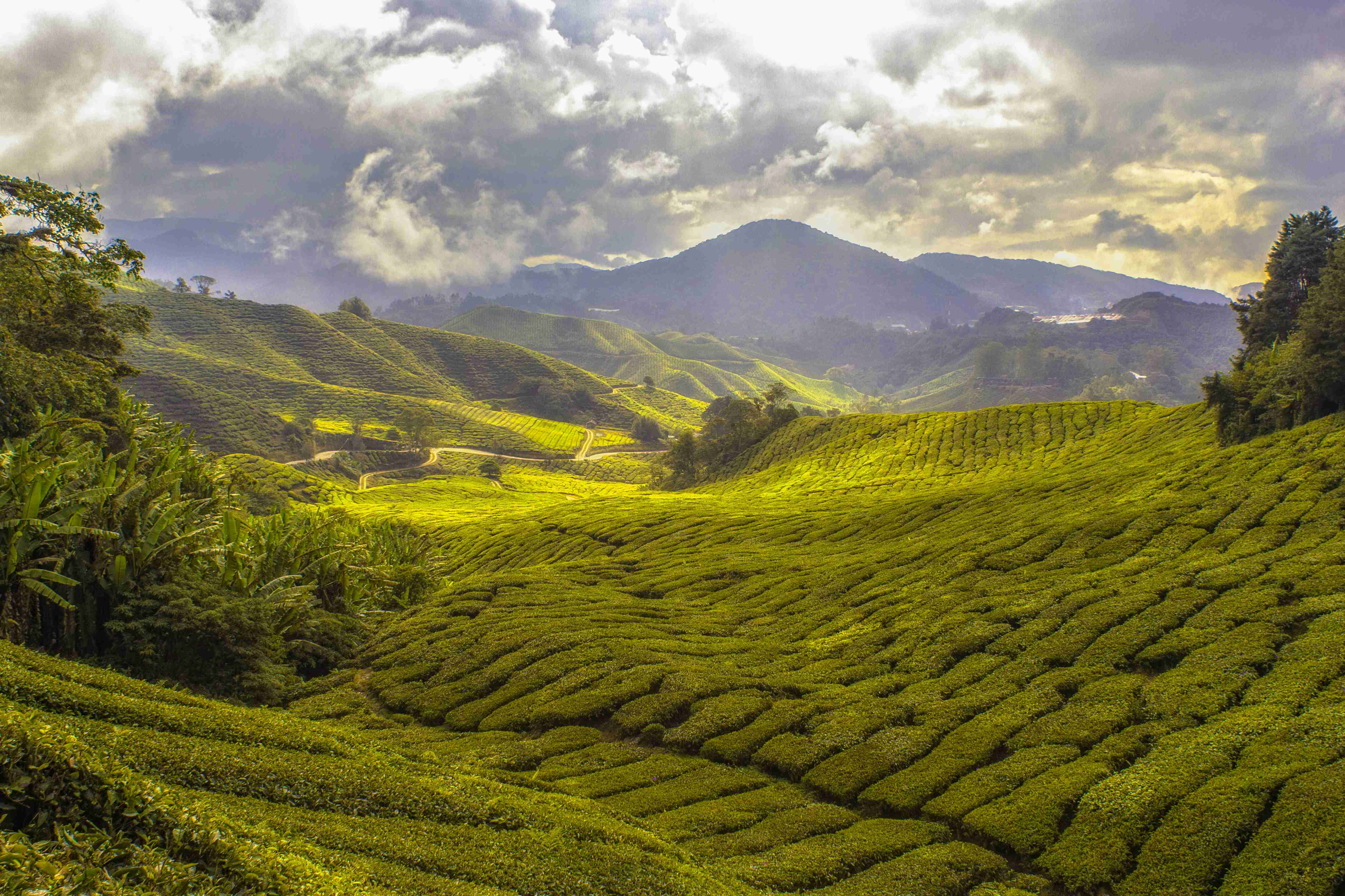 Sunlit Tea Plantation Hills