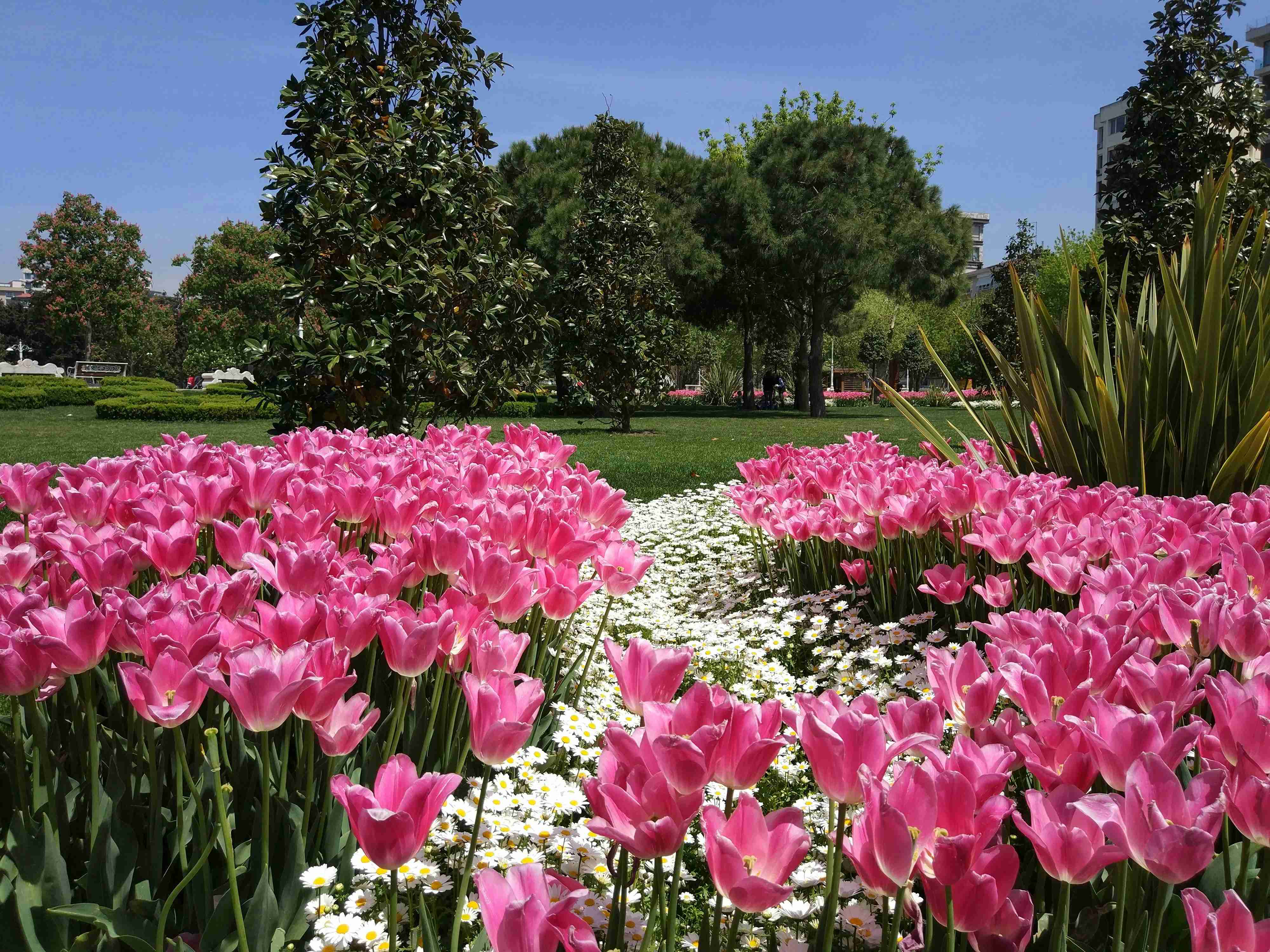 Vibrant Pink Tulips in Spring Park