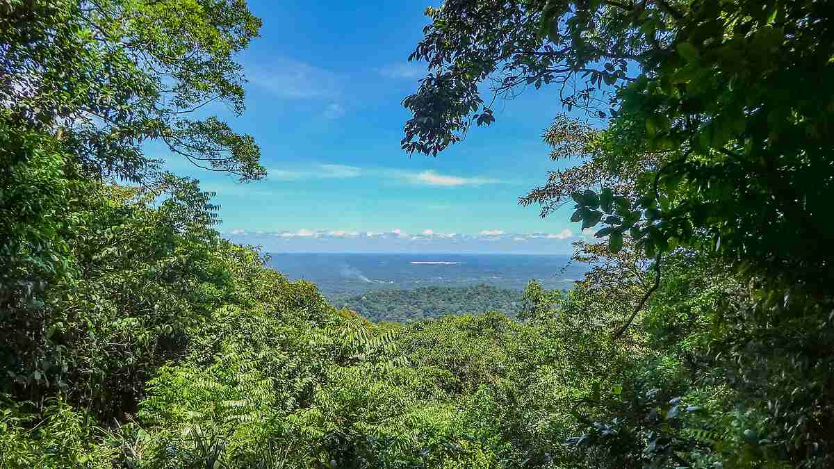 Kilátás a Brownsberg tetejéről