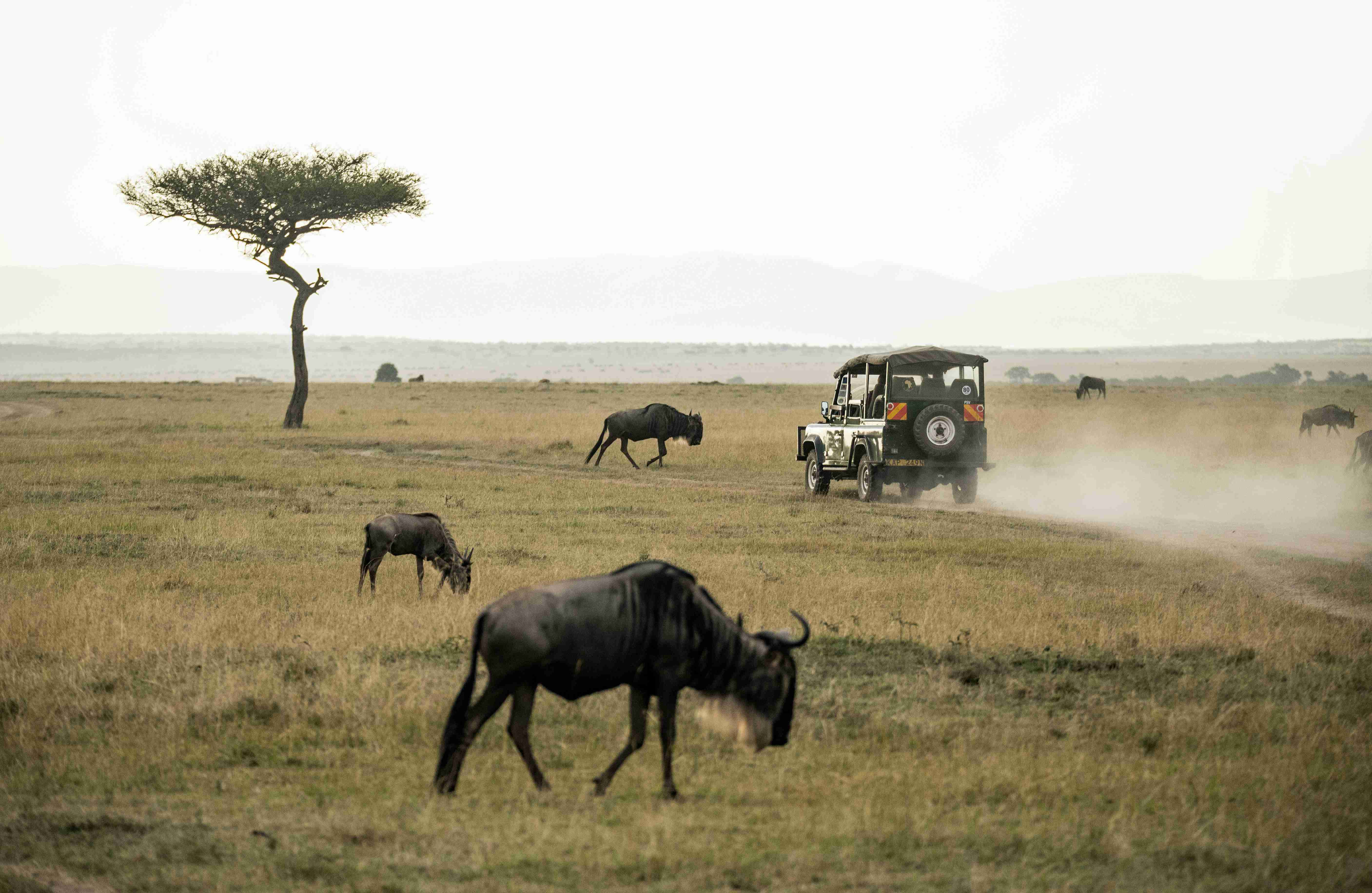 Safari naturalistico tra gli gnu