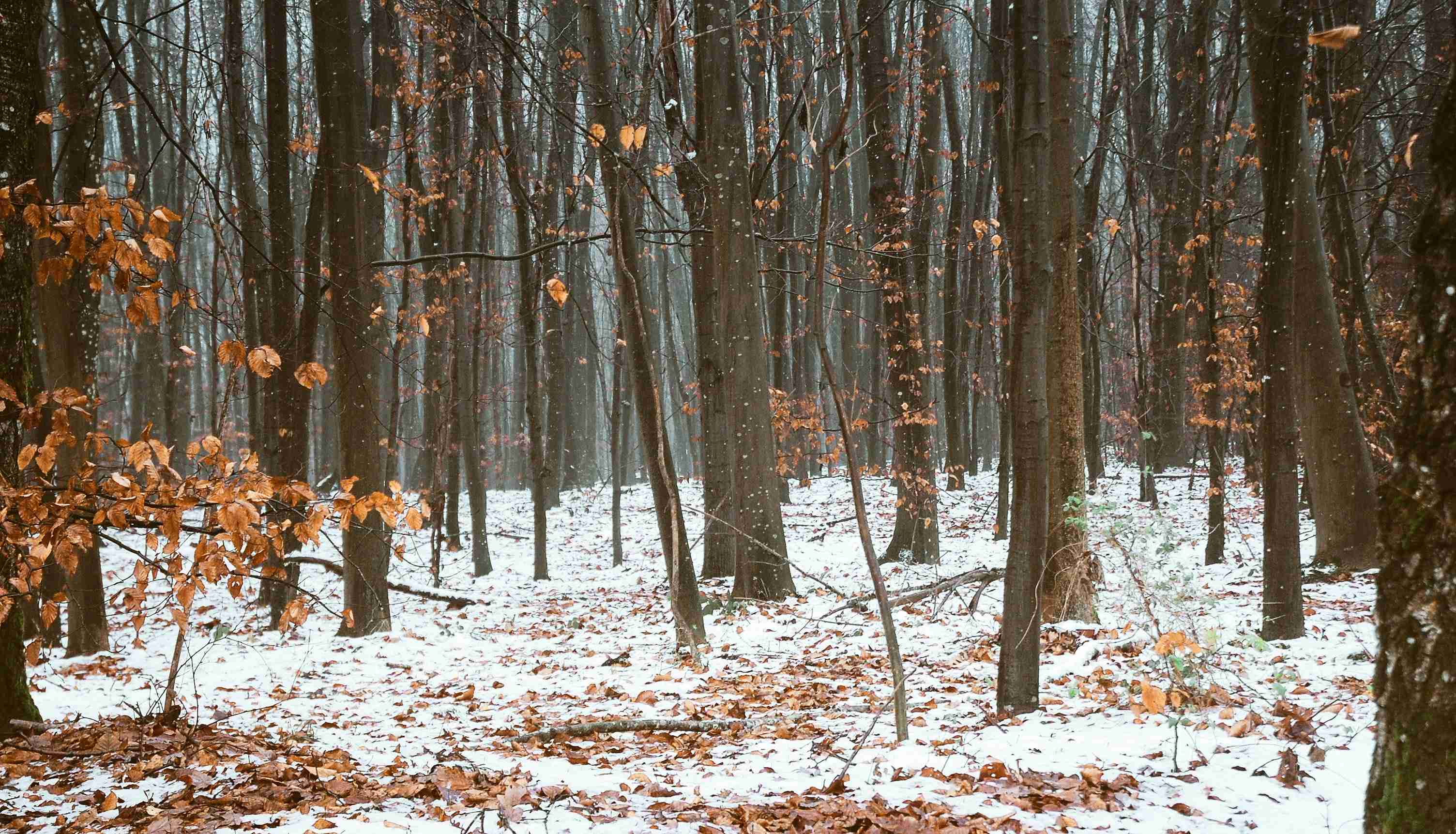 Winter Forest with Snow and Autumn Leaves