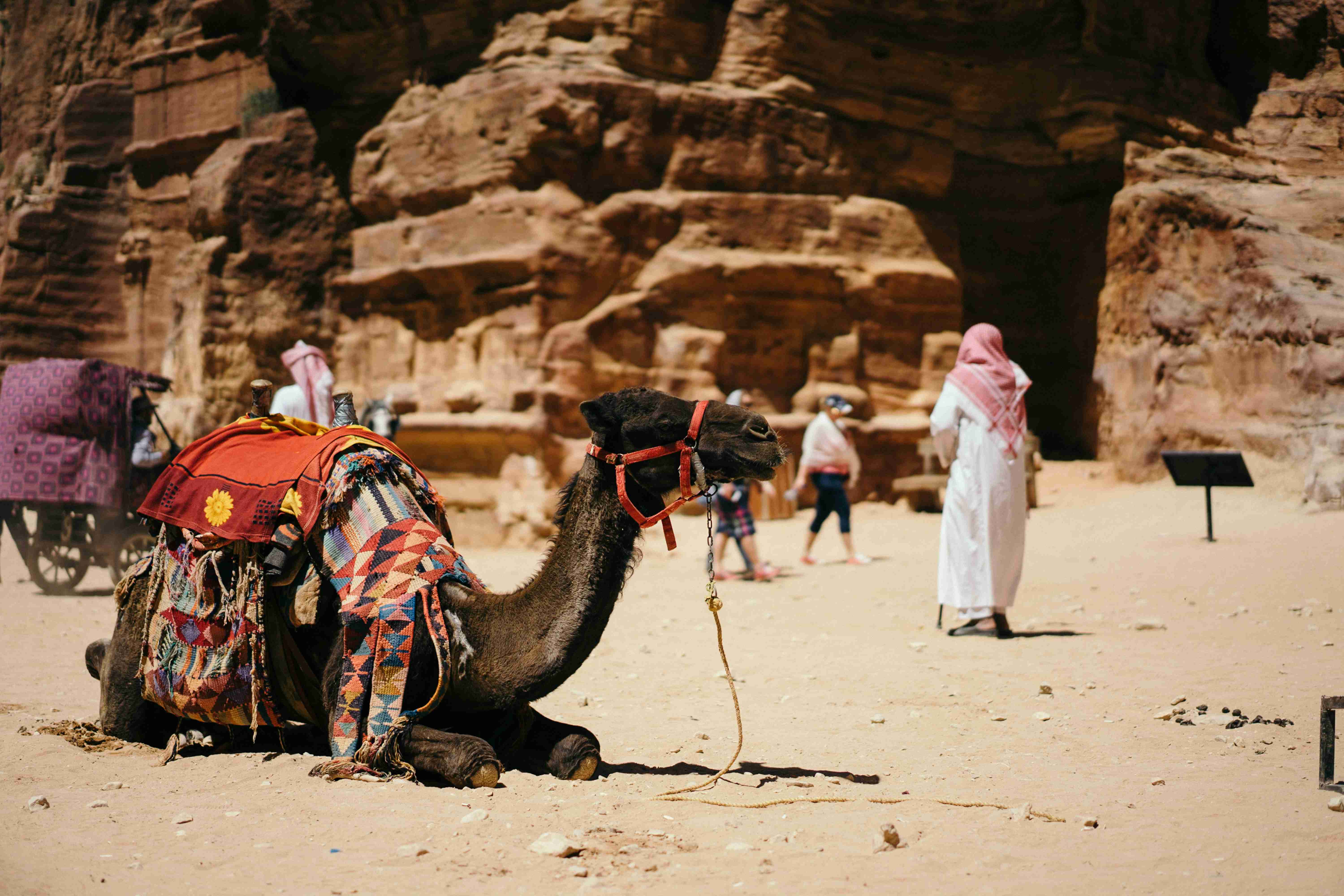 camel sitting on ground near people