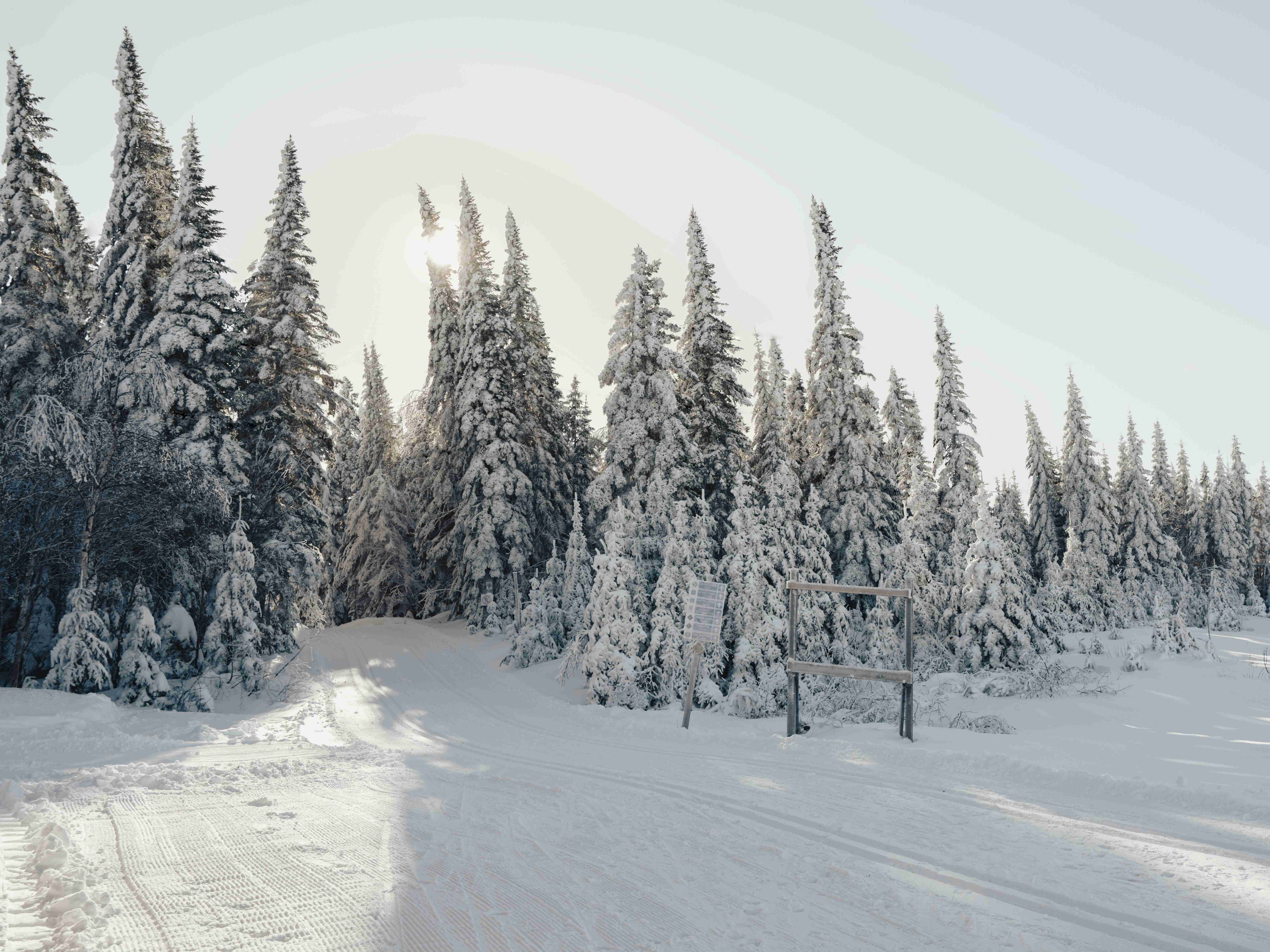 snow-covered-trees-line-a-road-in-the-middle-of-a-forest