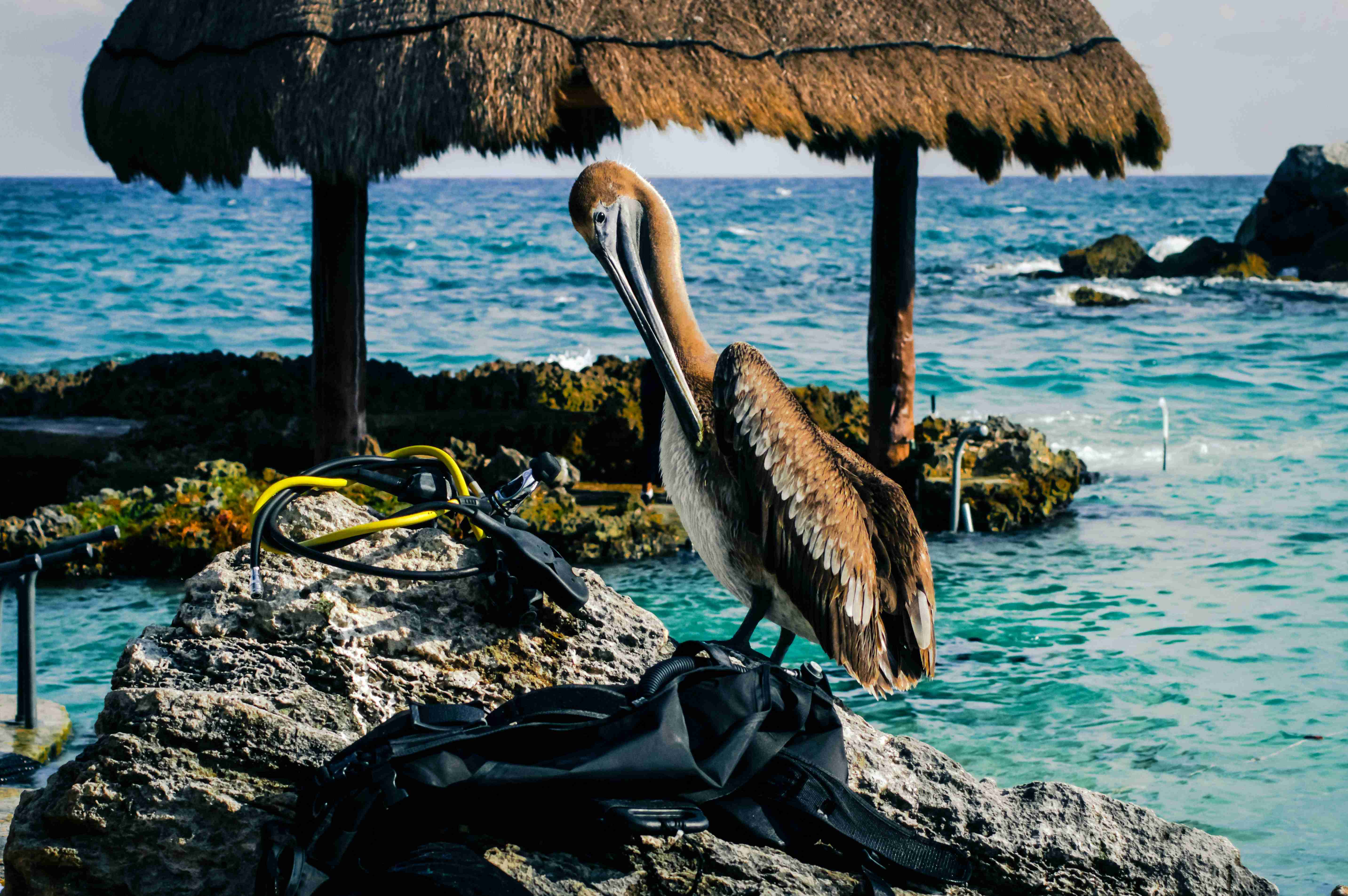 hnědý a šedý pelikán