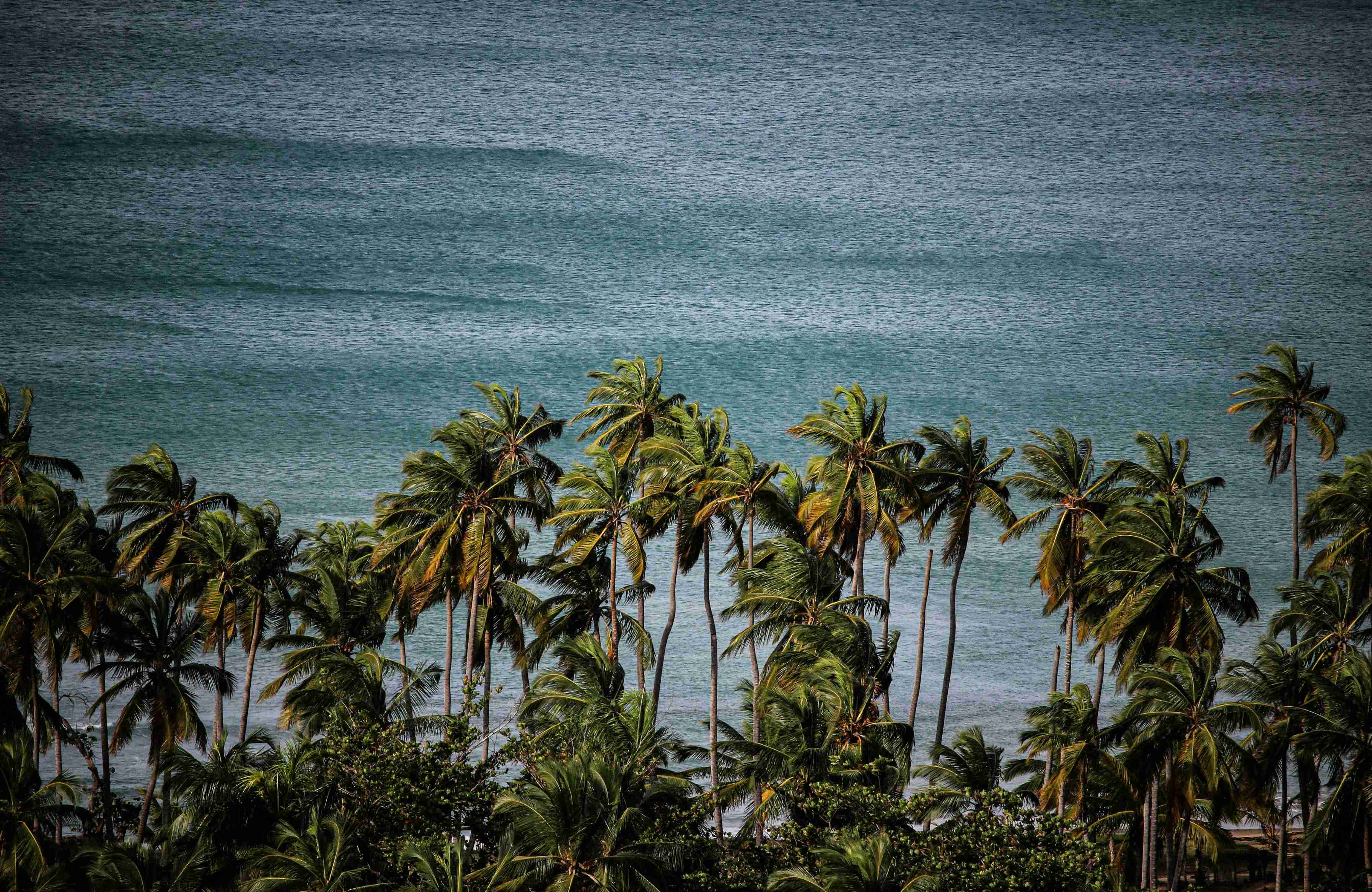a-view-of-a-body-of-water-surrounded-by-palm-trees