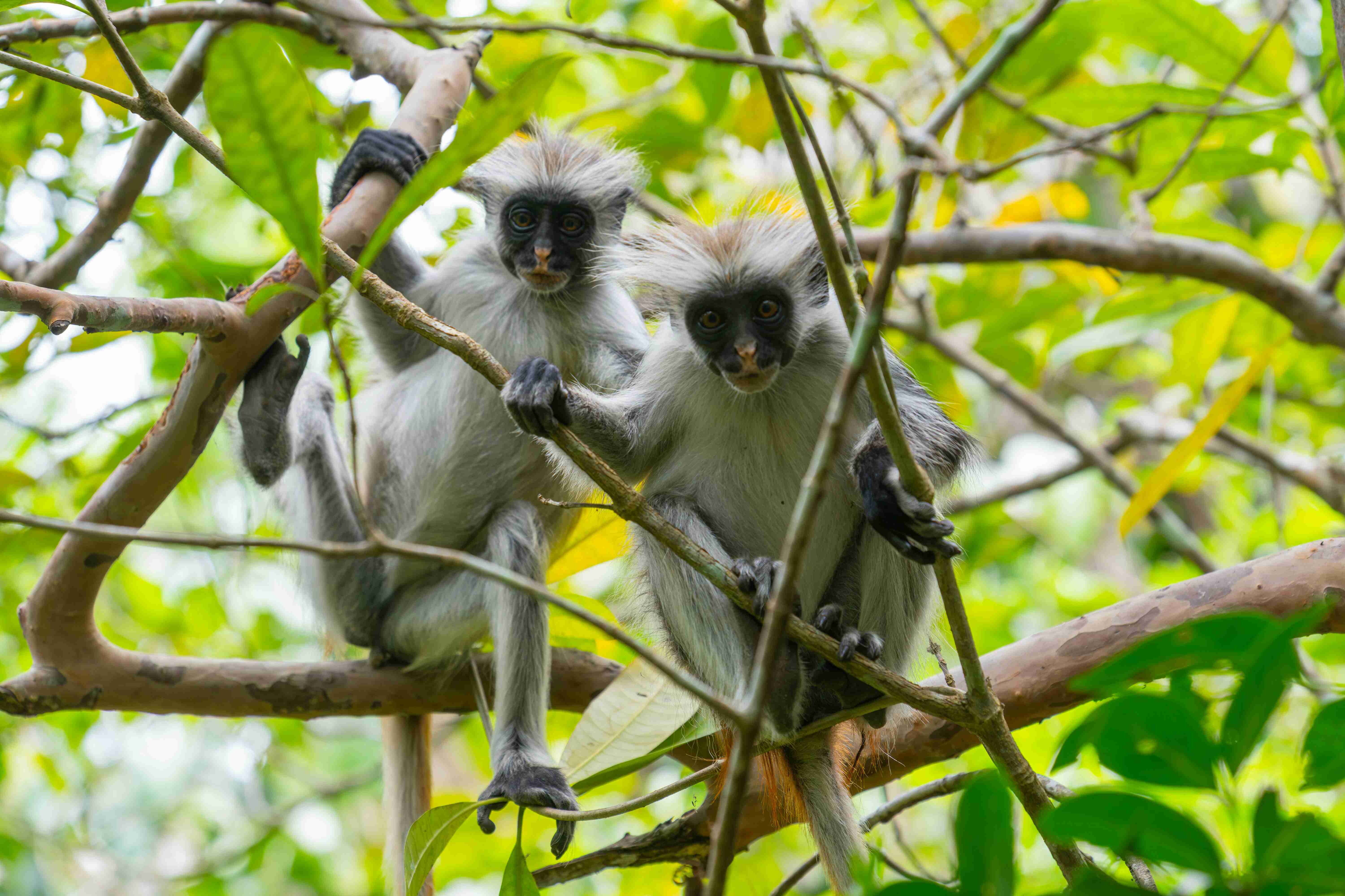 a-couple-of-monkeys-sitting-on-top-of-a-tree