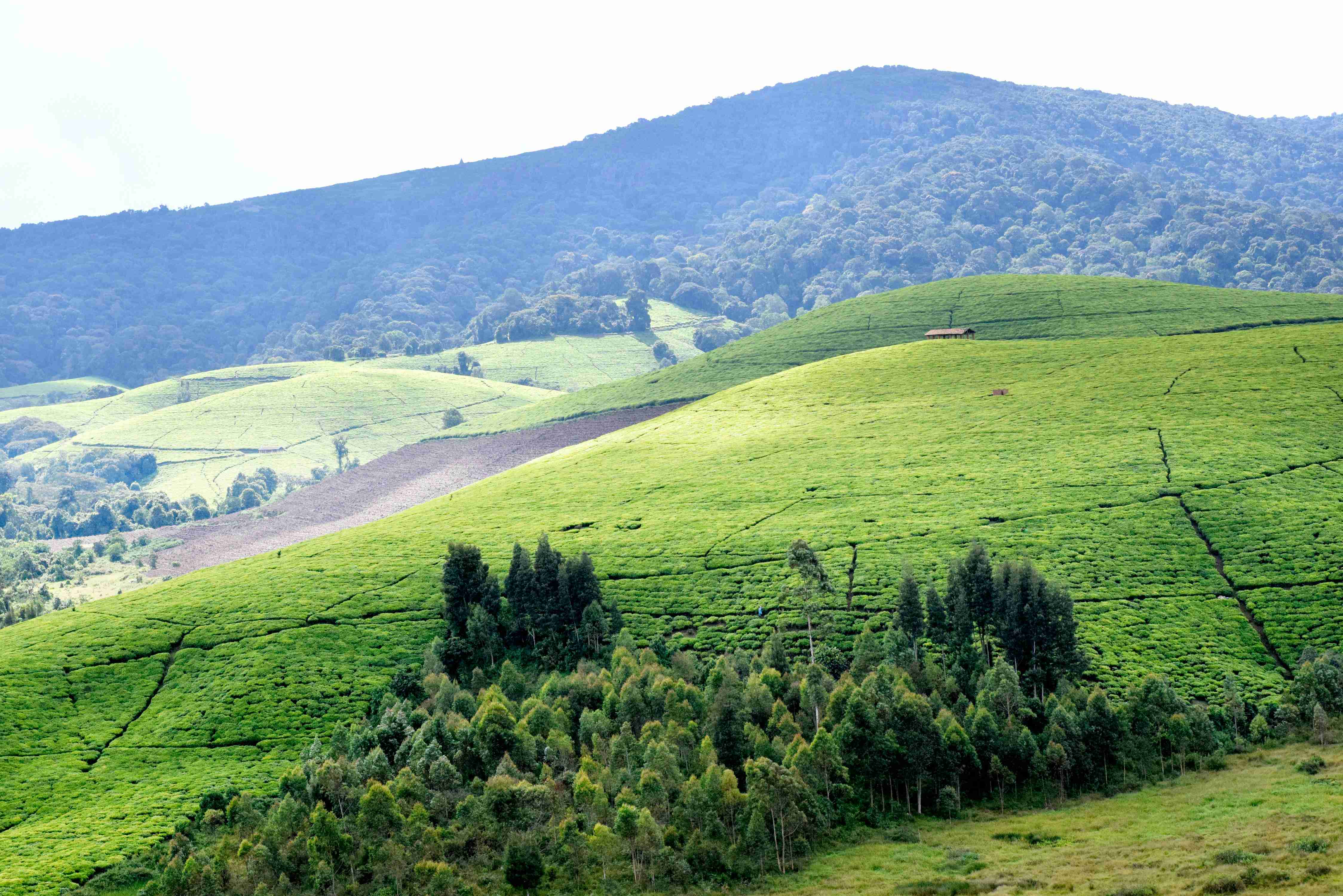 une colline verdoyante couverte de nombreux arbres