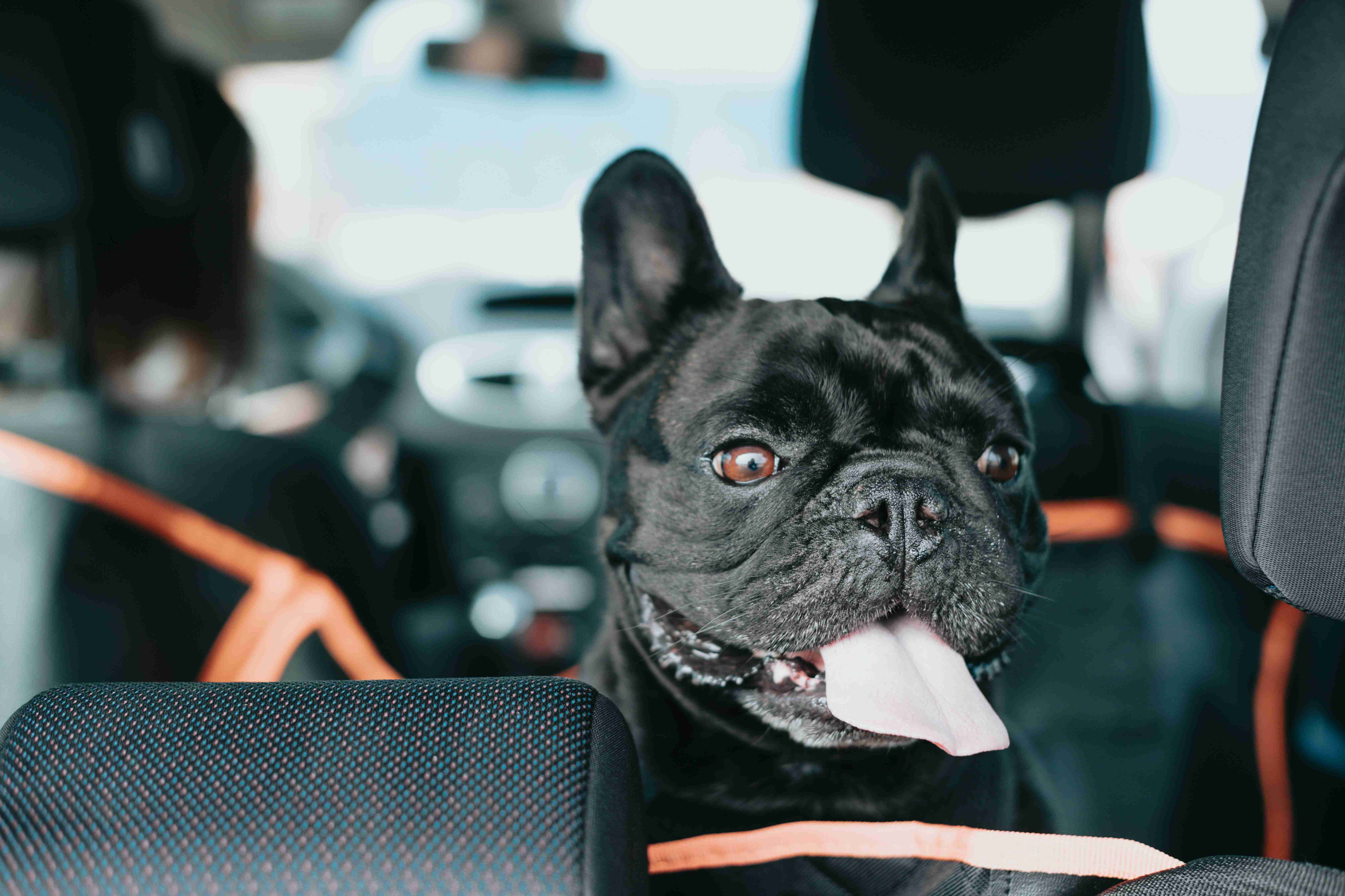 a-black-dog-sitting-in-the-back-seat-of-a-car