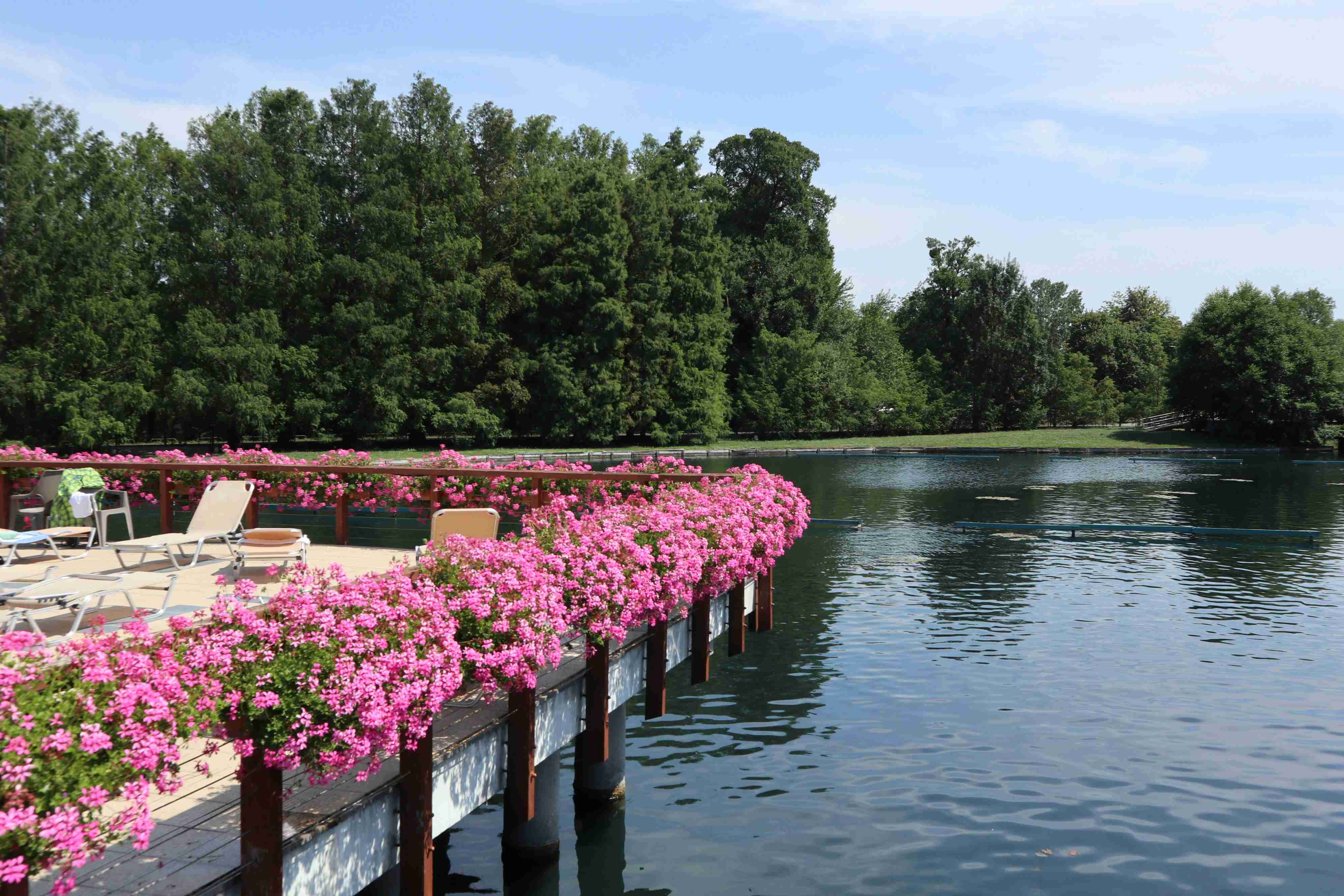 a large body of water filled with lots of pink flowers