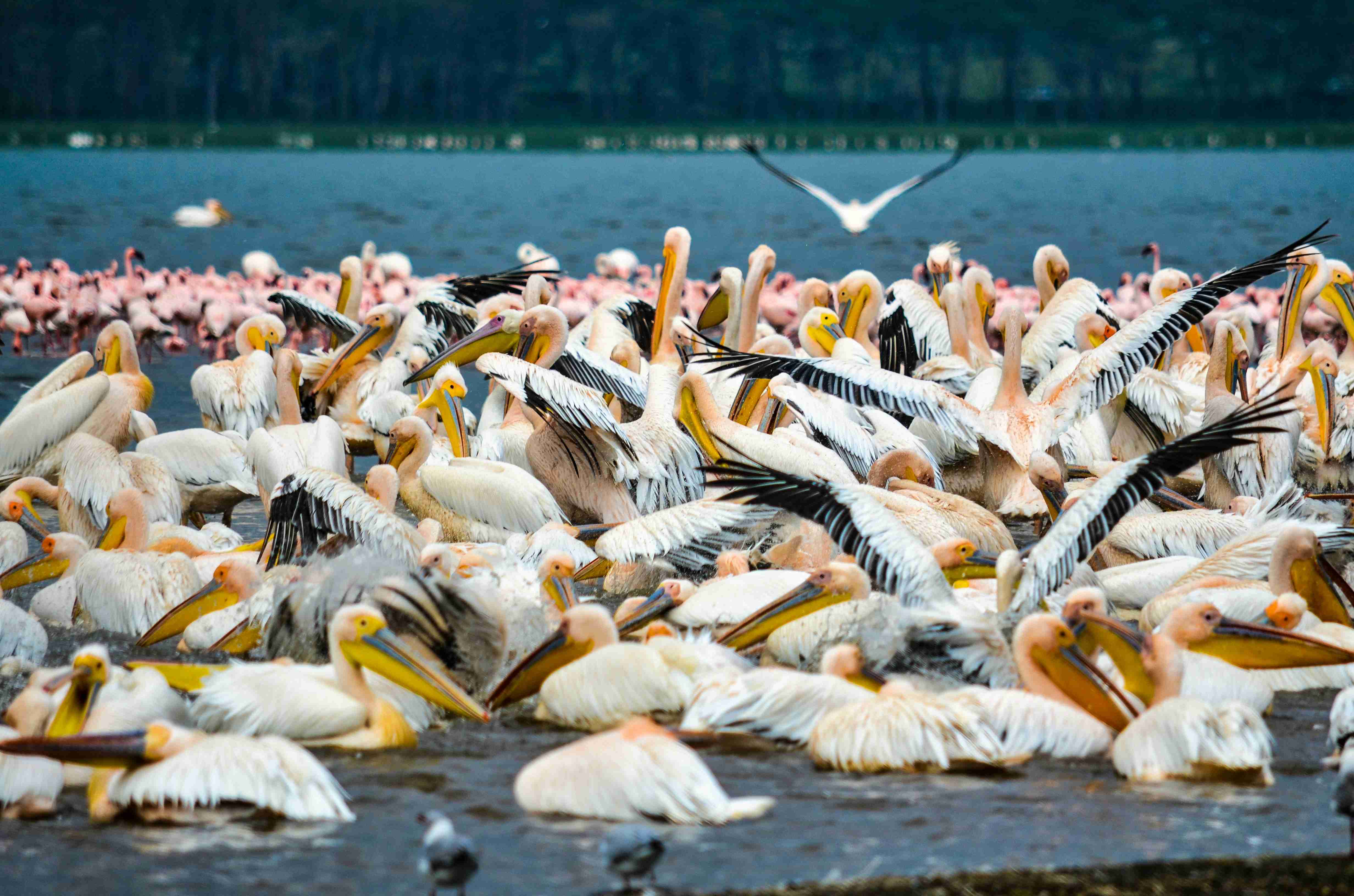 Into the Wild: A 5-Day Kenya Road Trip for Outdoor Enthusiasts