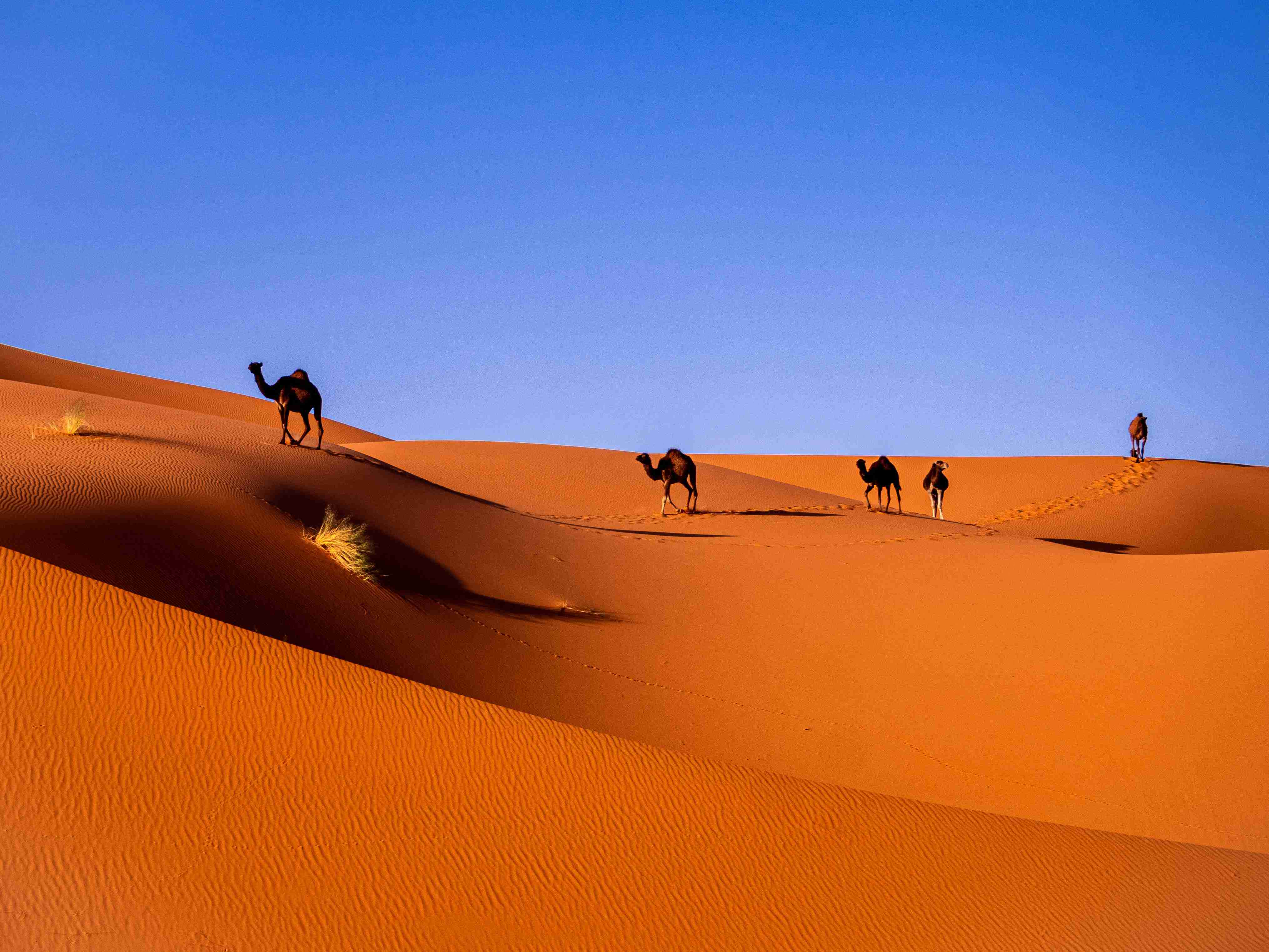 camels-in-a-desert