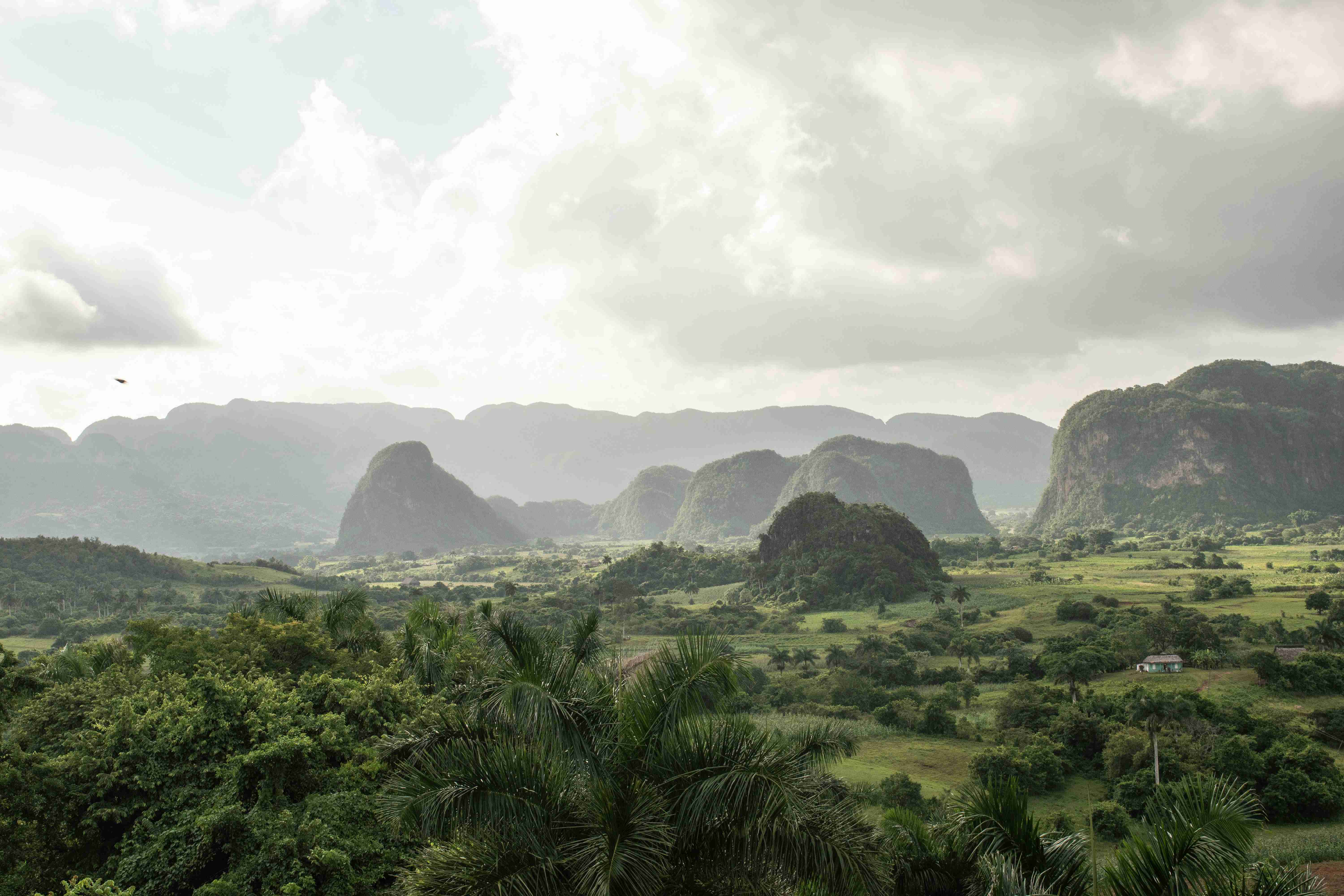 zelené travnaté pole