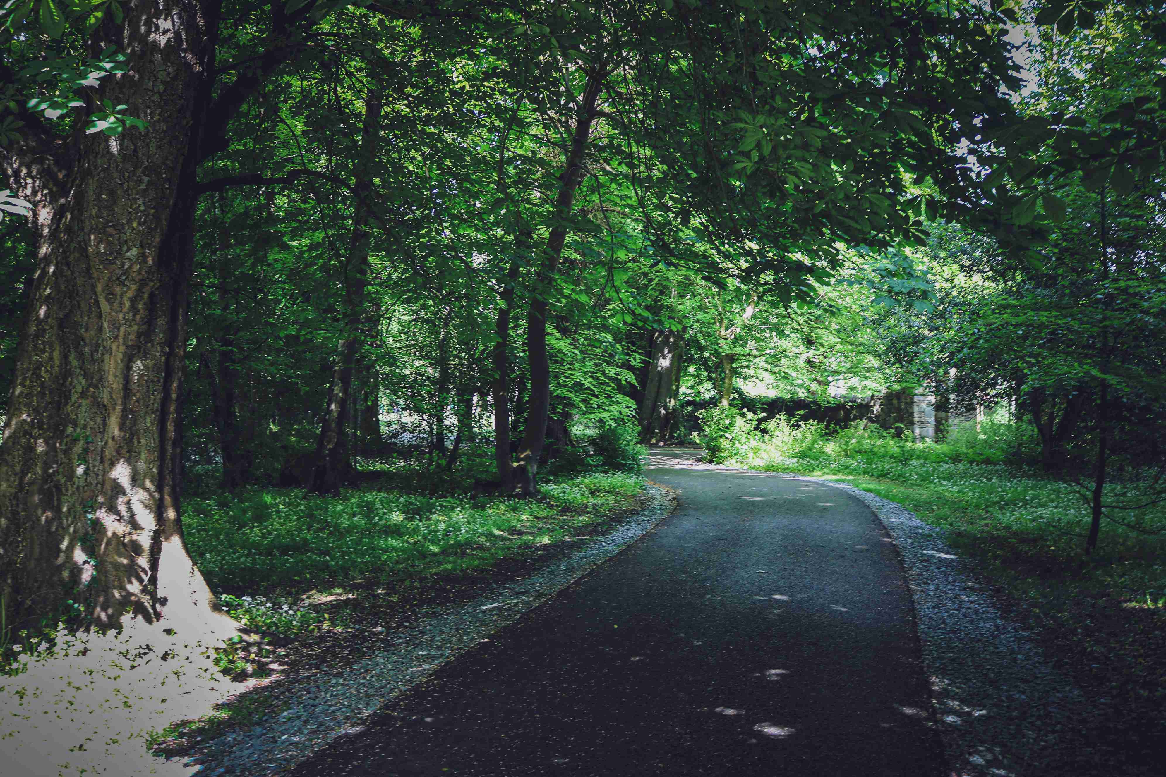 a road in the middle of a wooded area