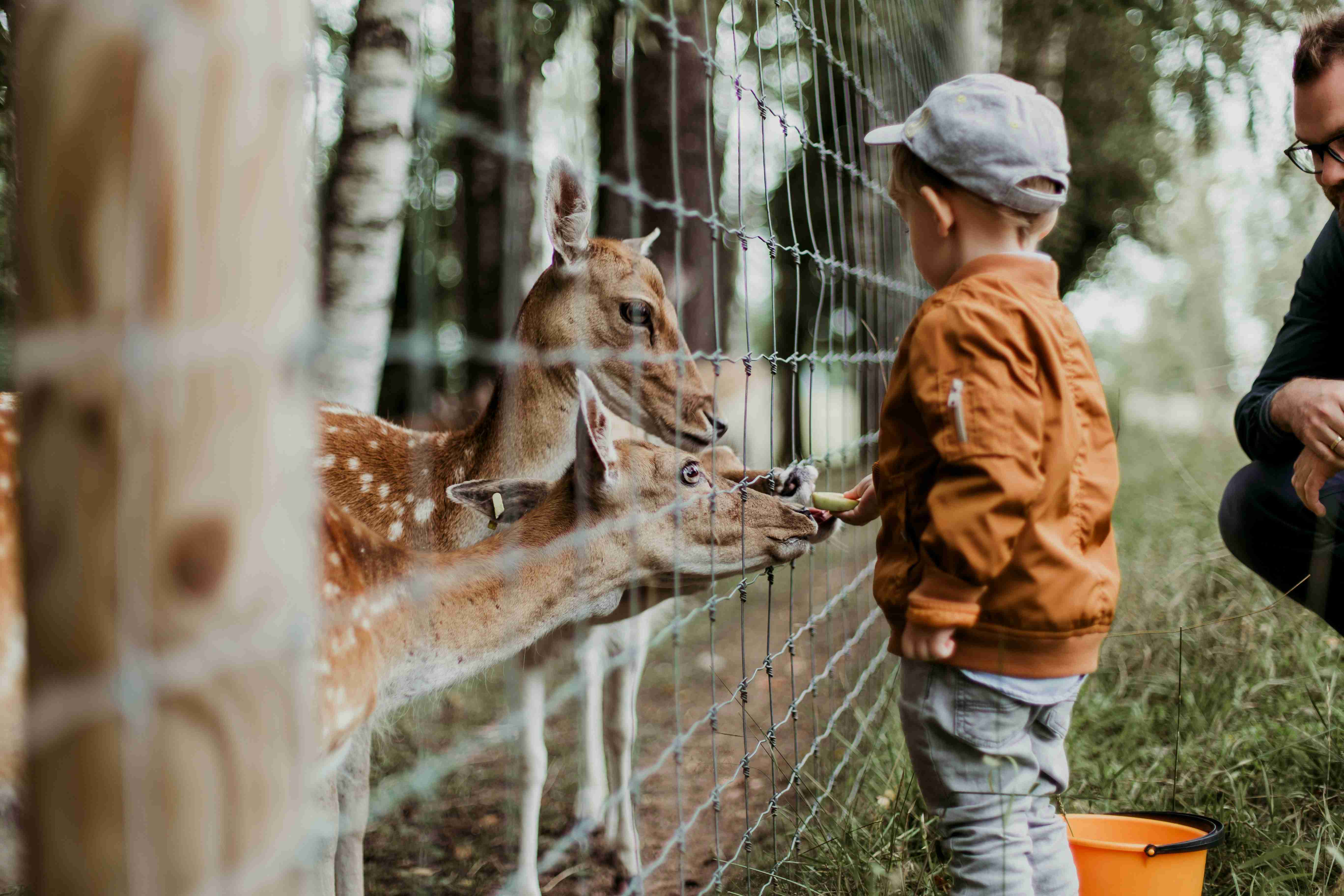 boy-feeding-a-animal-during-daytime