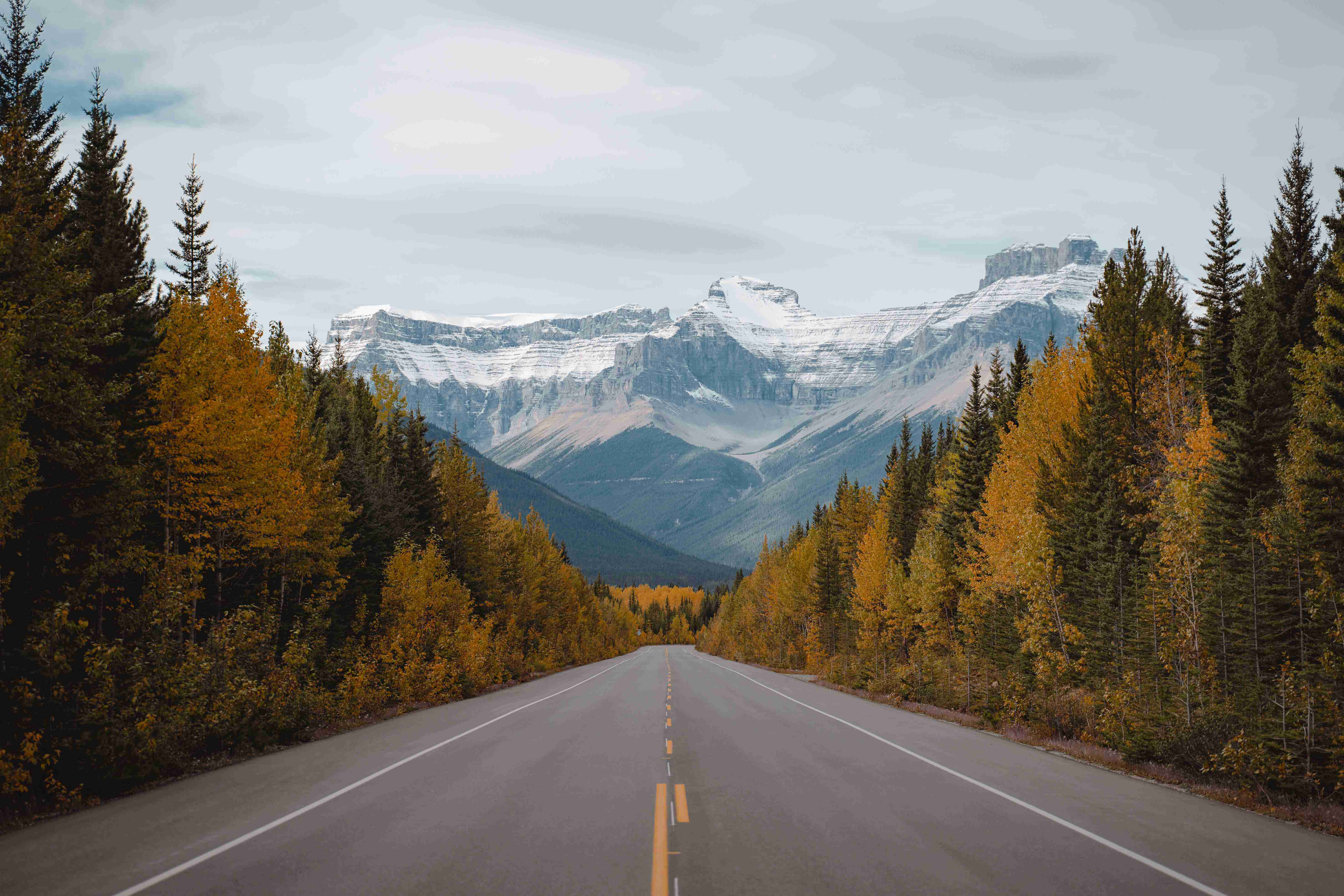 a road in the middle of a forest with mountains