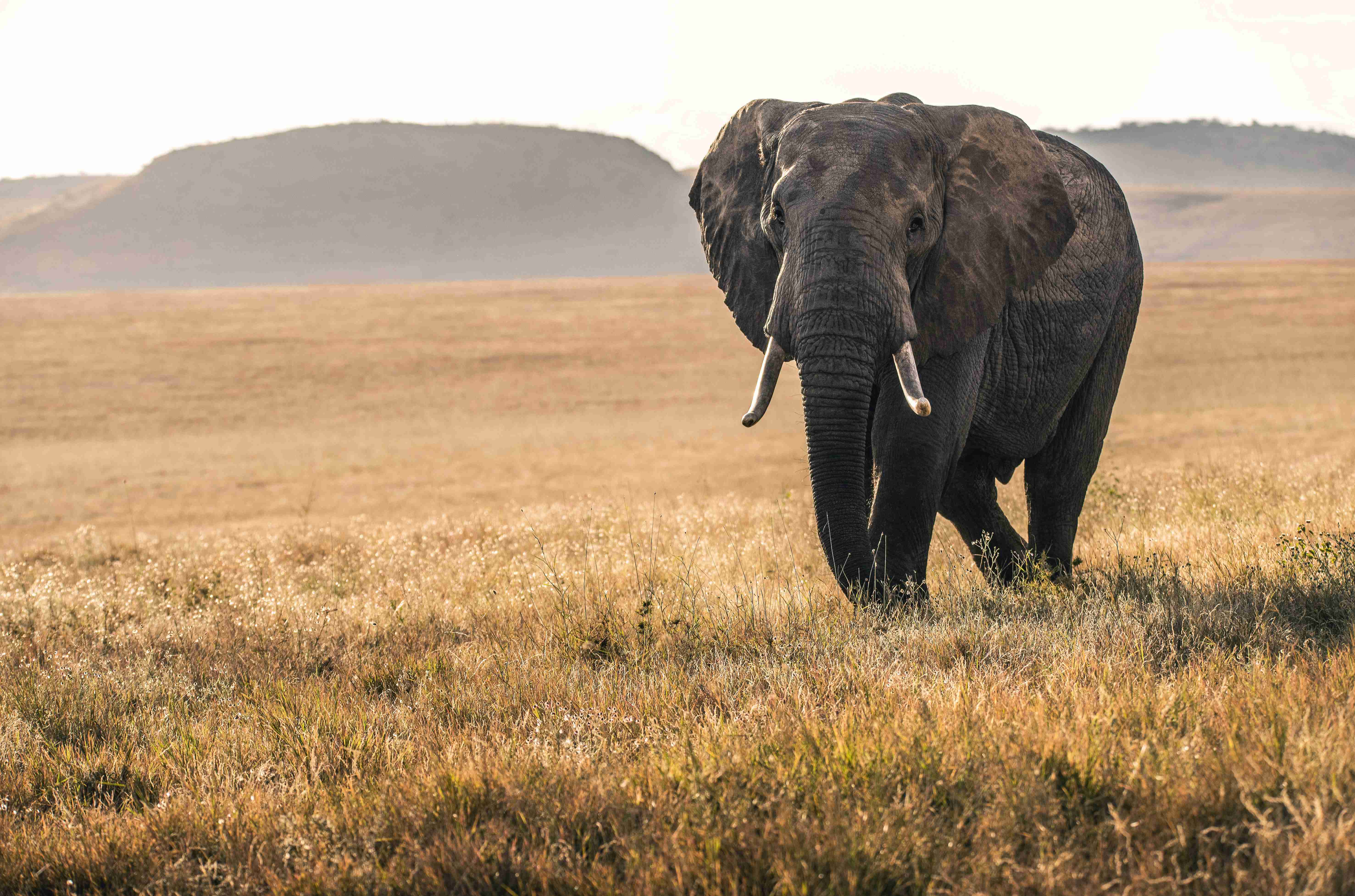 Things to Know Before Traveling to Kenya: Essential Guide