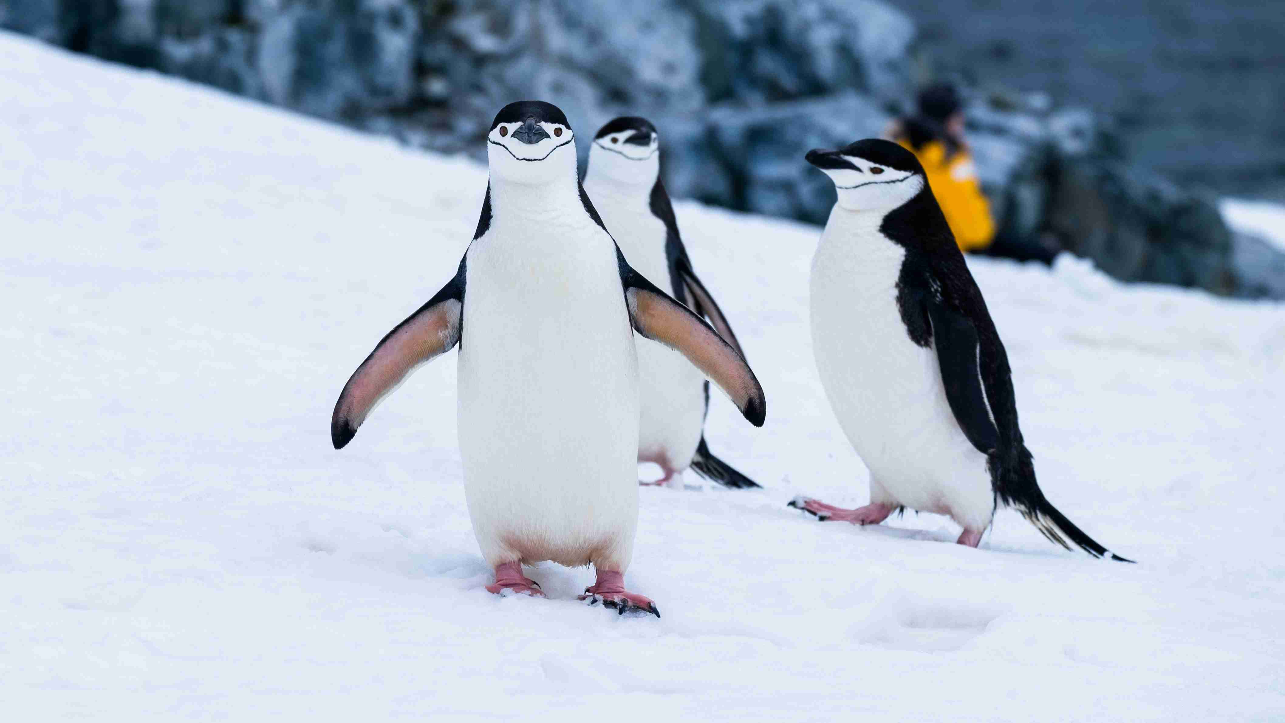 penguins on snow covered fields