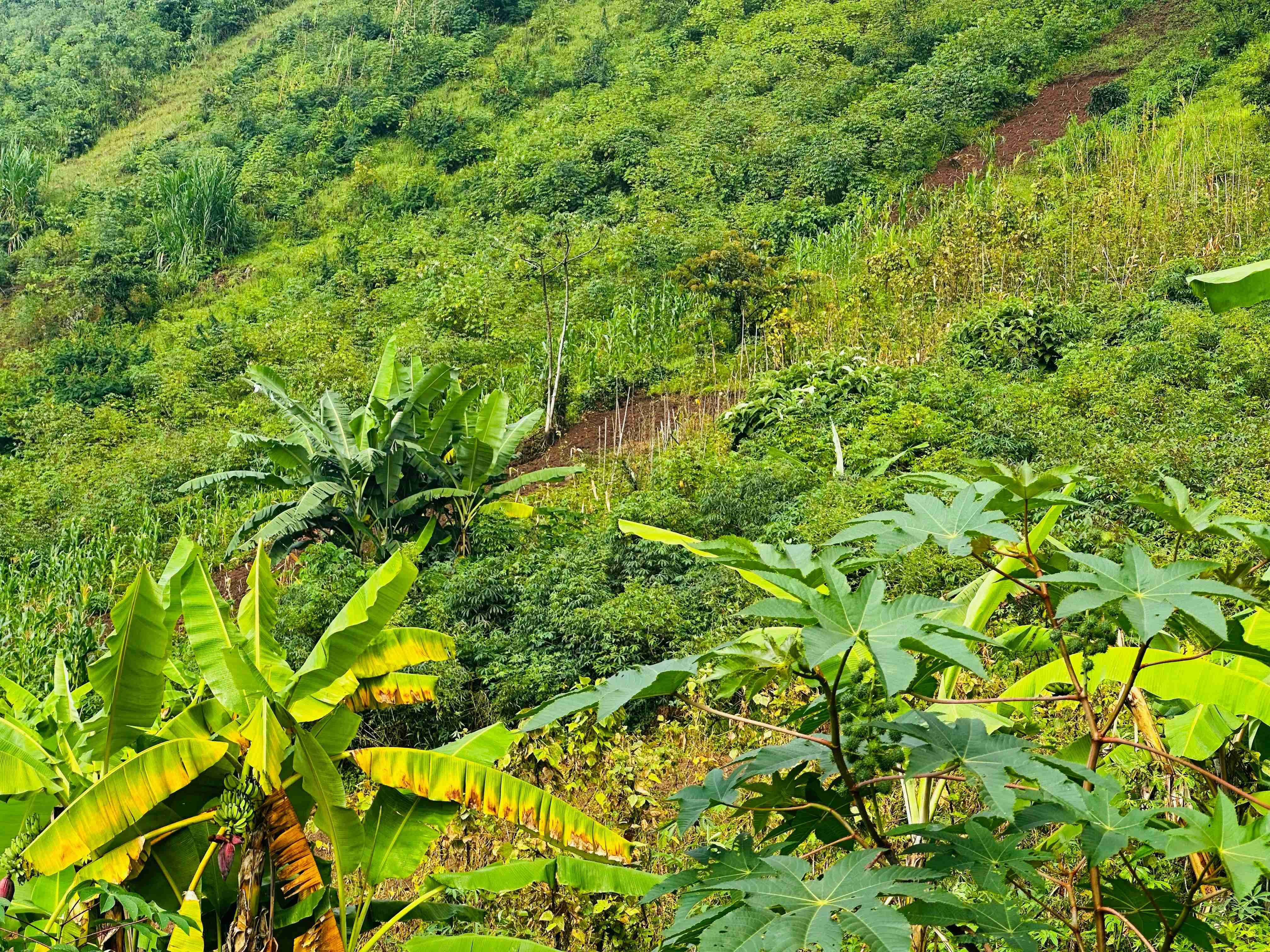 une colline verdoyante couverte de nombreux arbres
