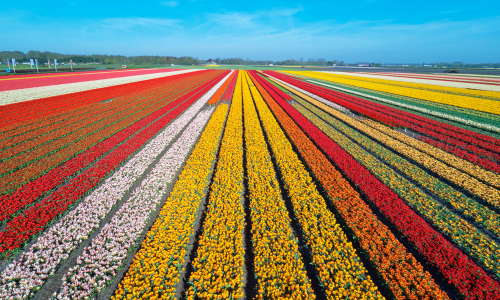 Netherlands Driving Guide