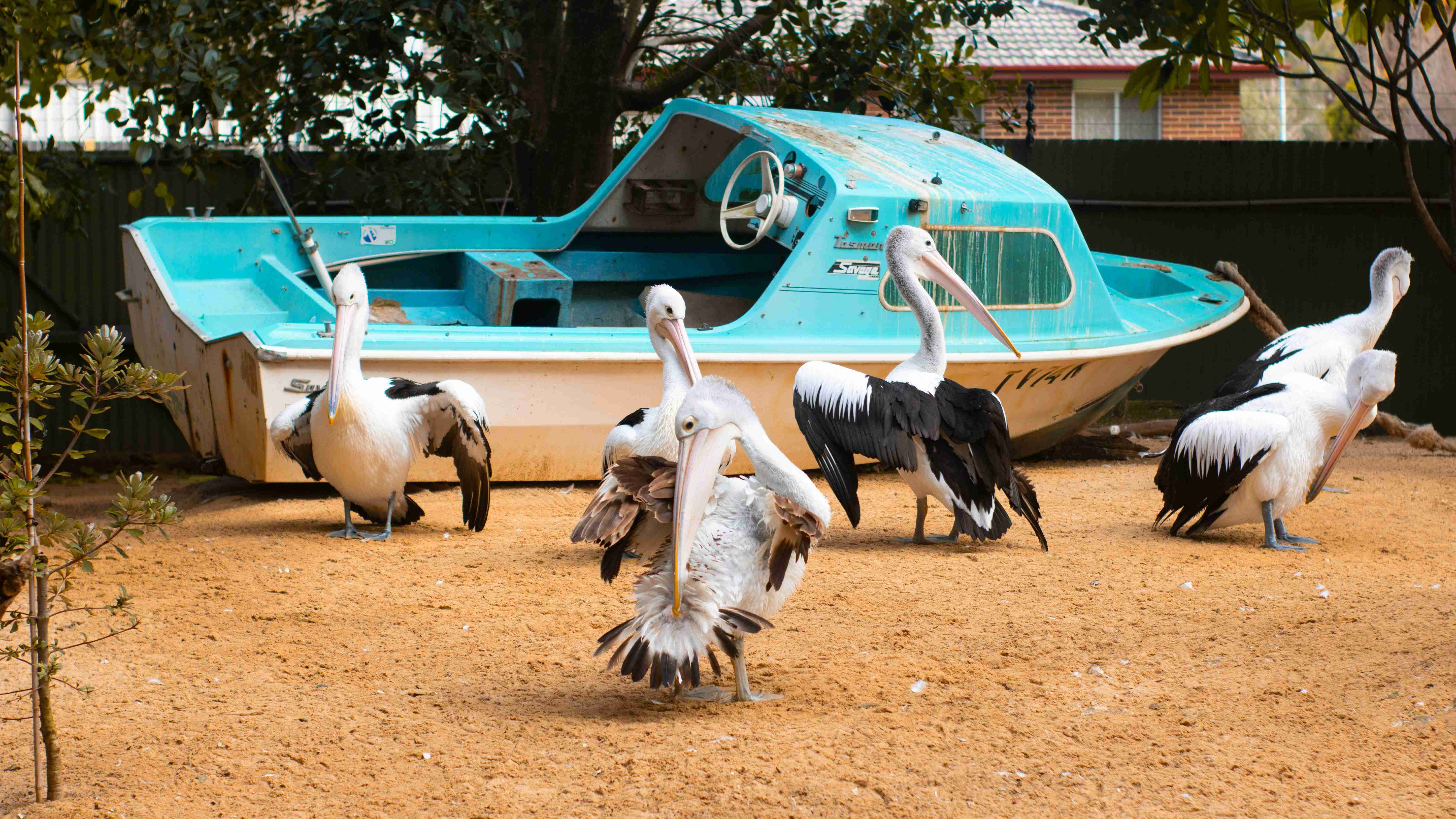 white-pelicans-on-brown-sand-near-body-of-water-during-daytime