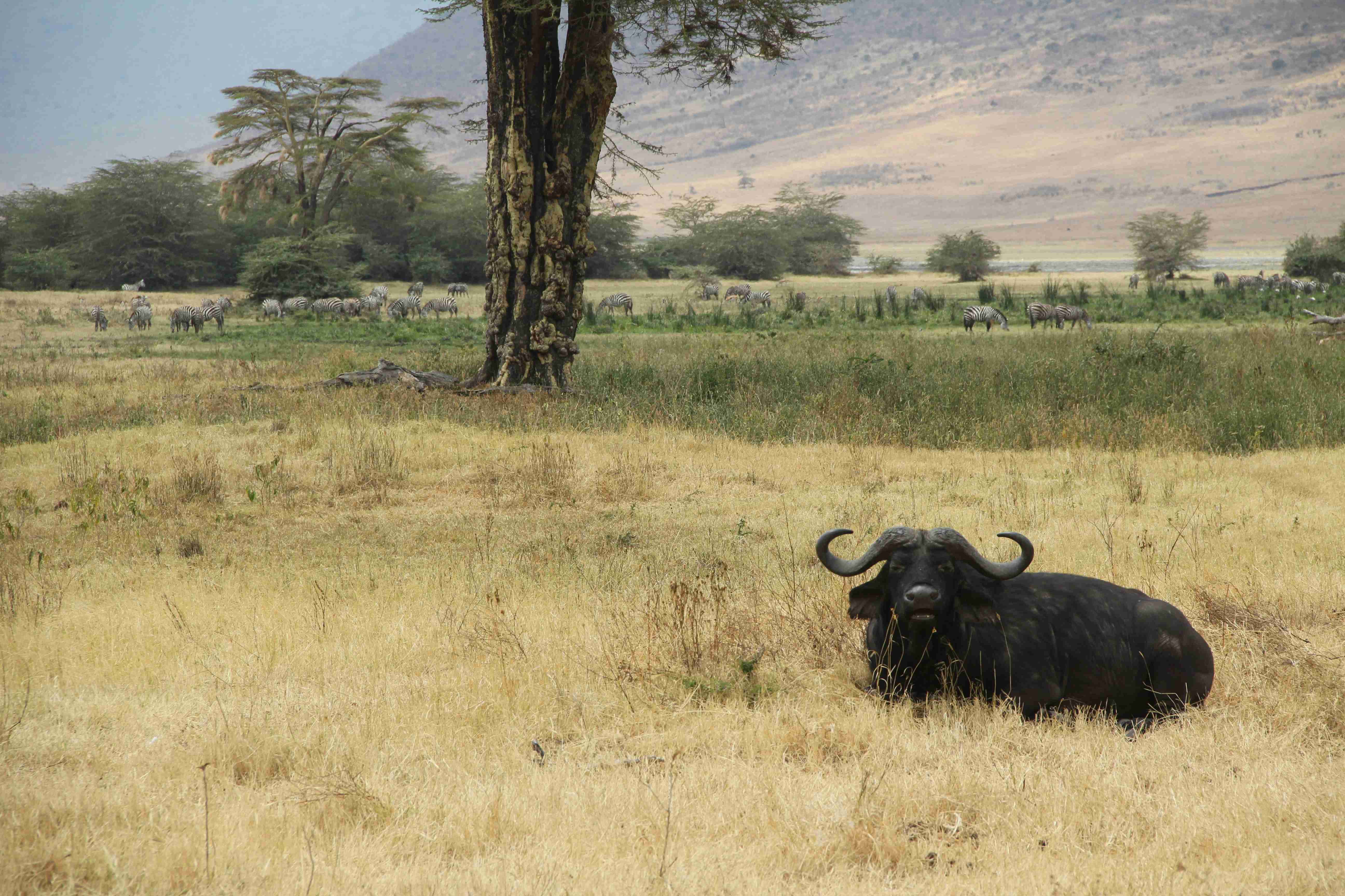 black-buffalo-near-tree