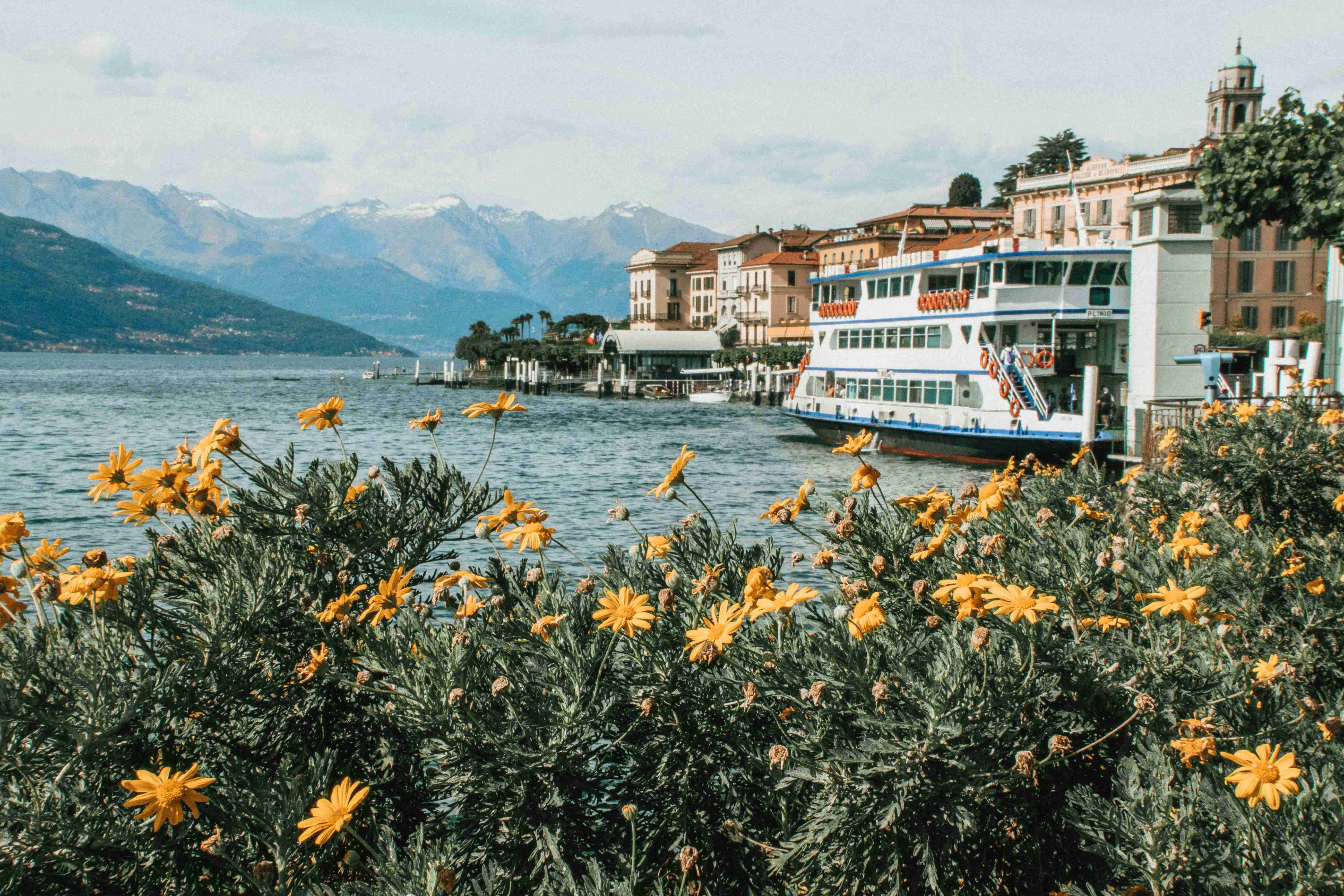 yellow flower field near body of water