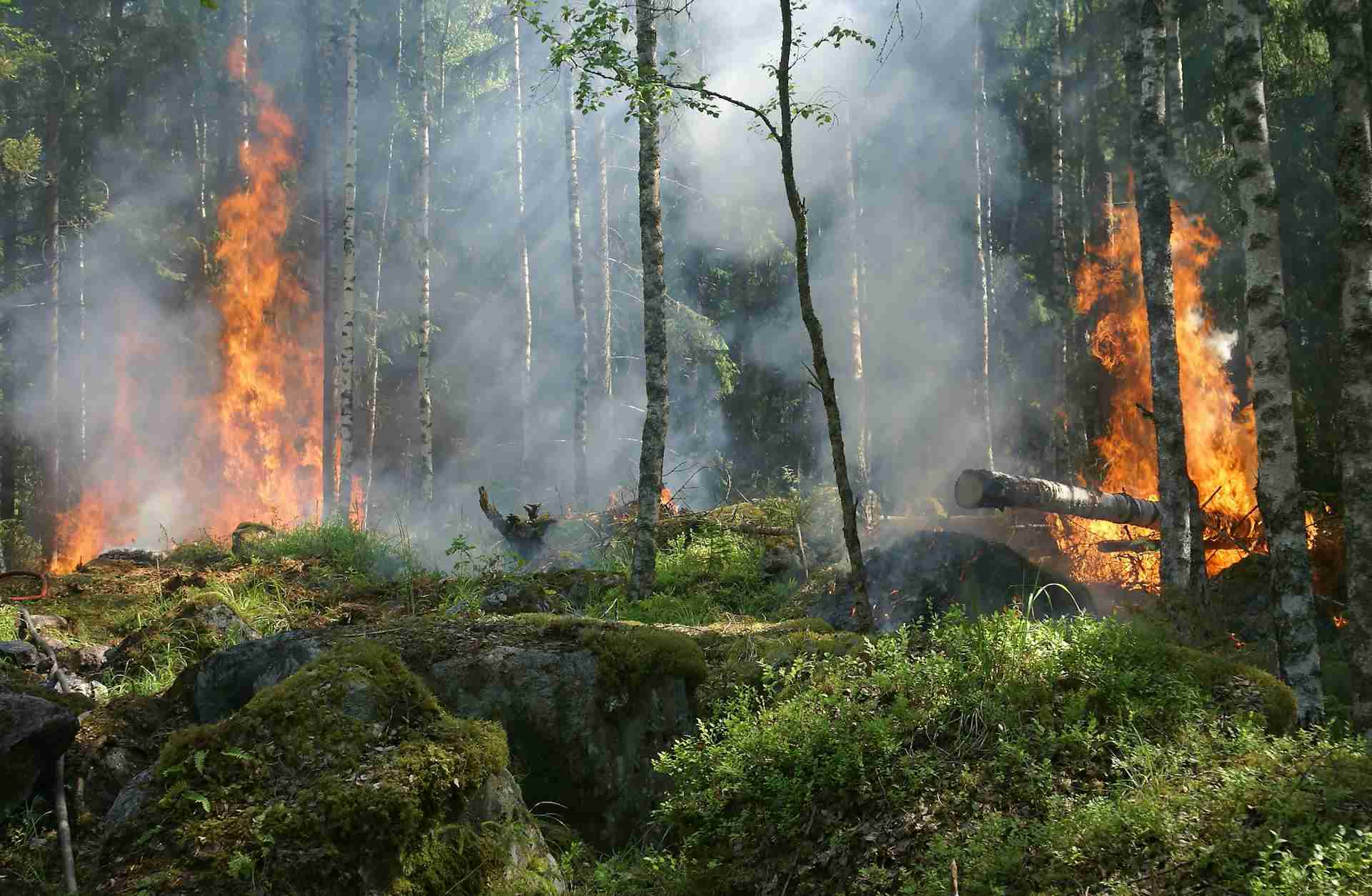 Is It Safe to Travel to Greece Amidst the Ongoing Wildfires?