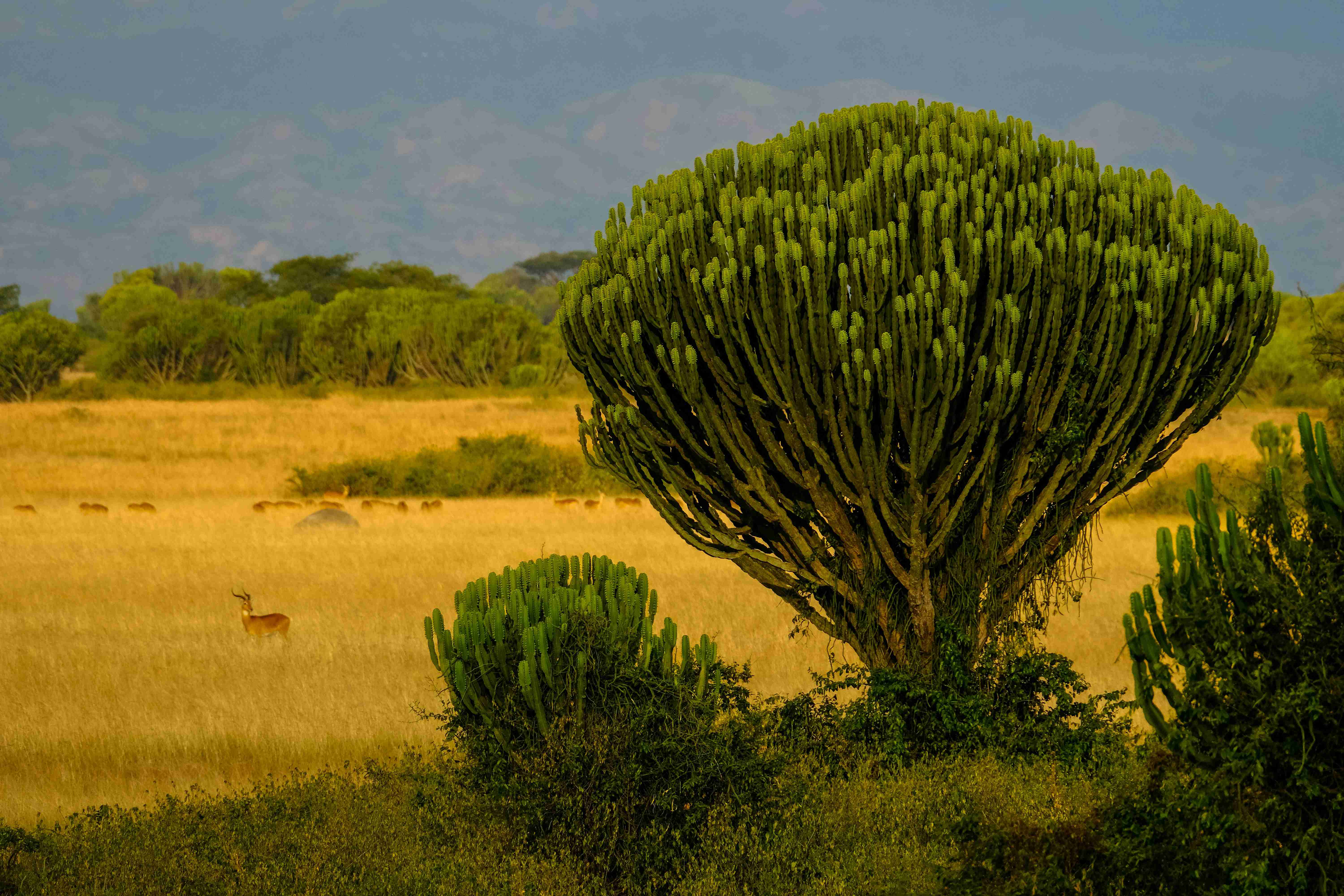 green-plant-and-grass-during-daytime