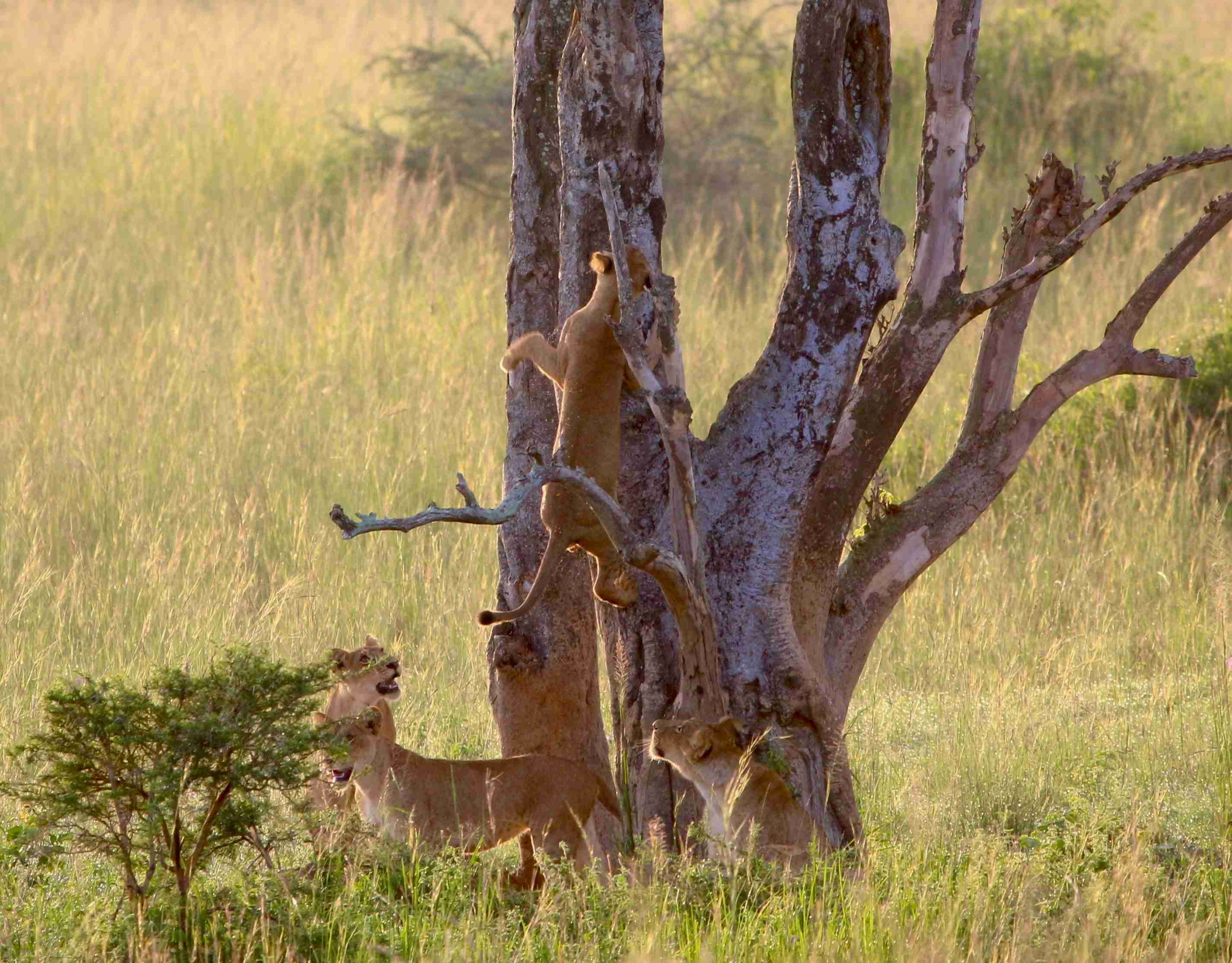 un-grupo-de-leones-en-una-zona-de-hierba-junto-a-un-árbol
