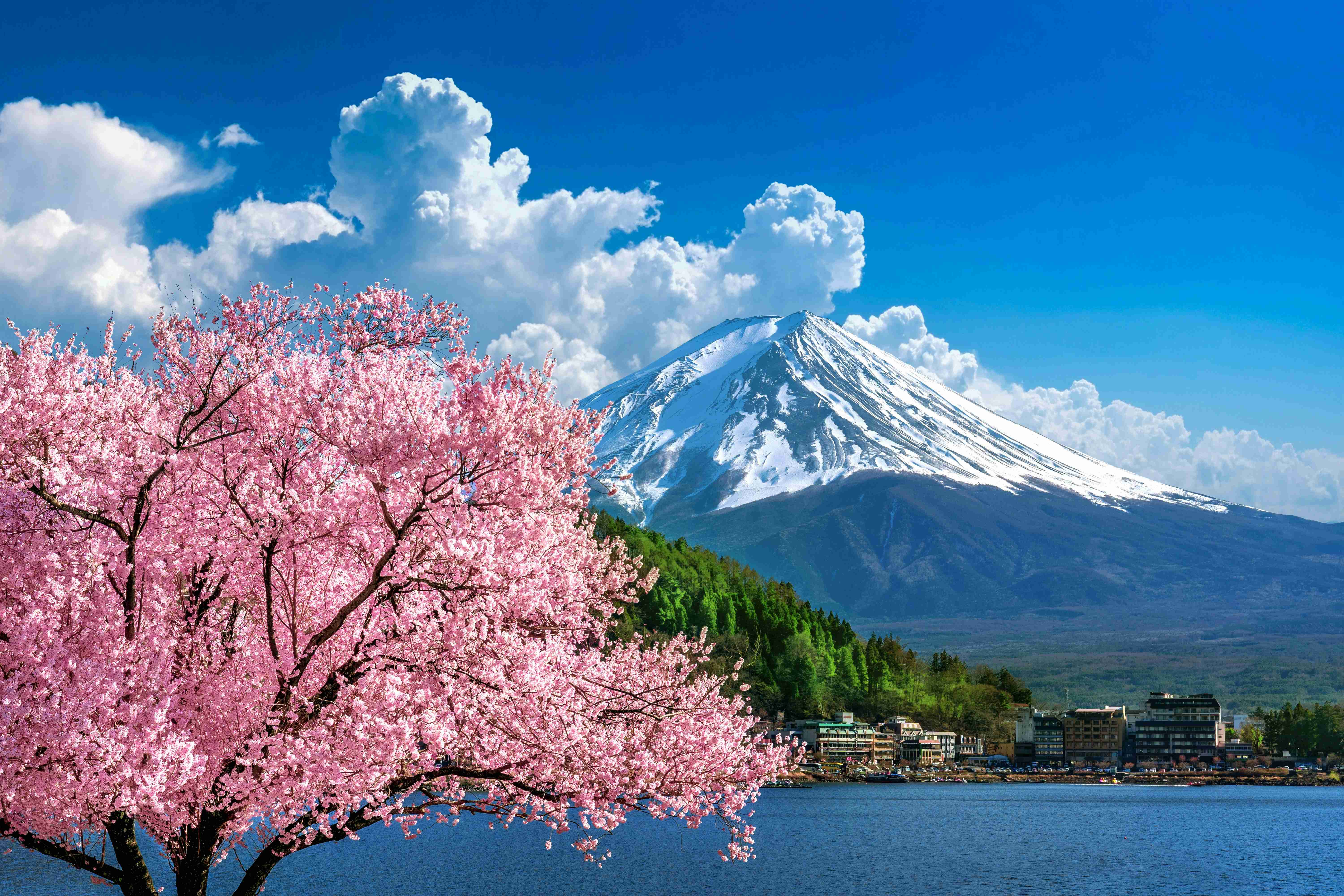 fuji mountain and cherry blossoms