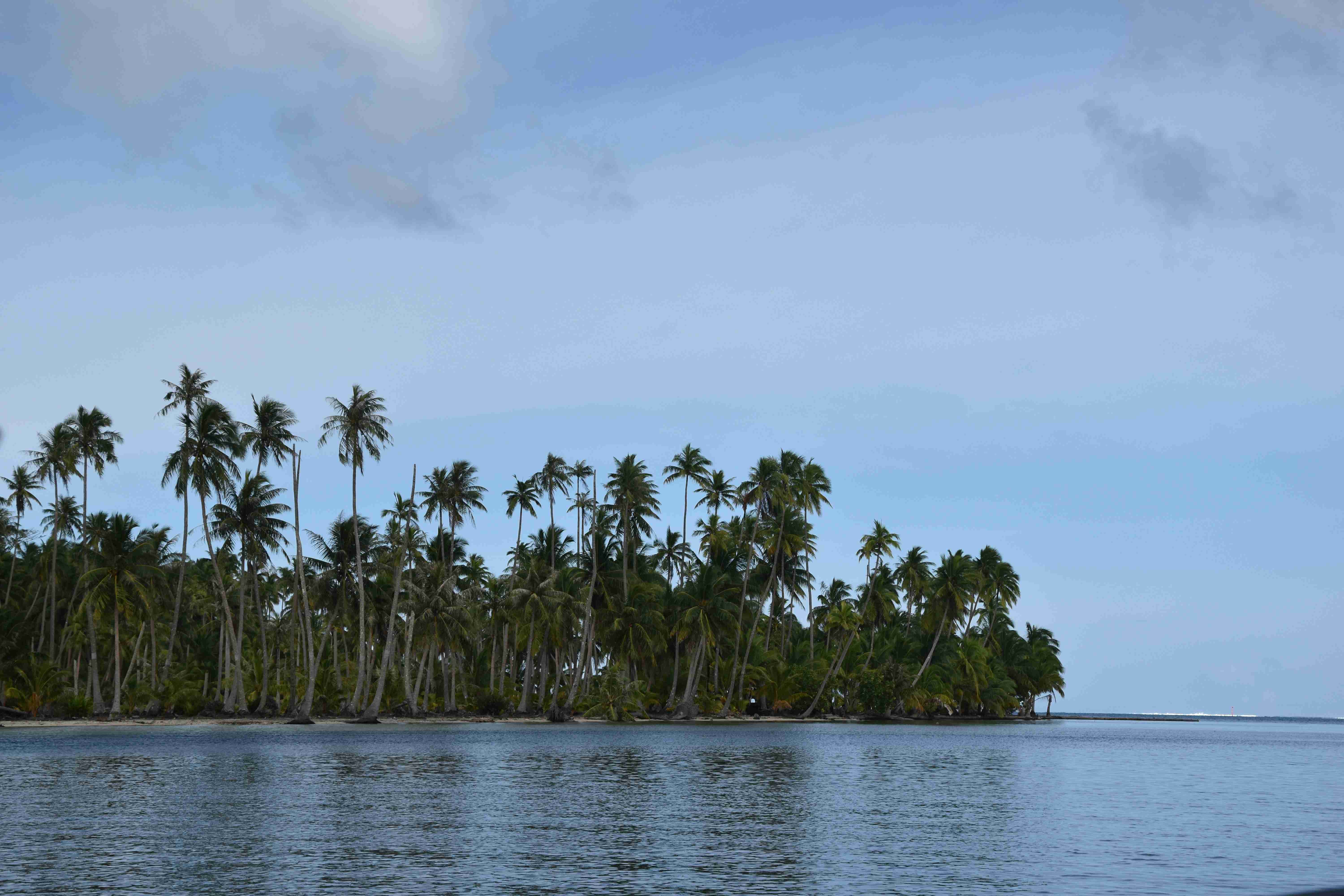 pálmafák sora egy szigeten az óceánban