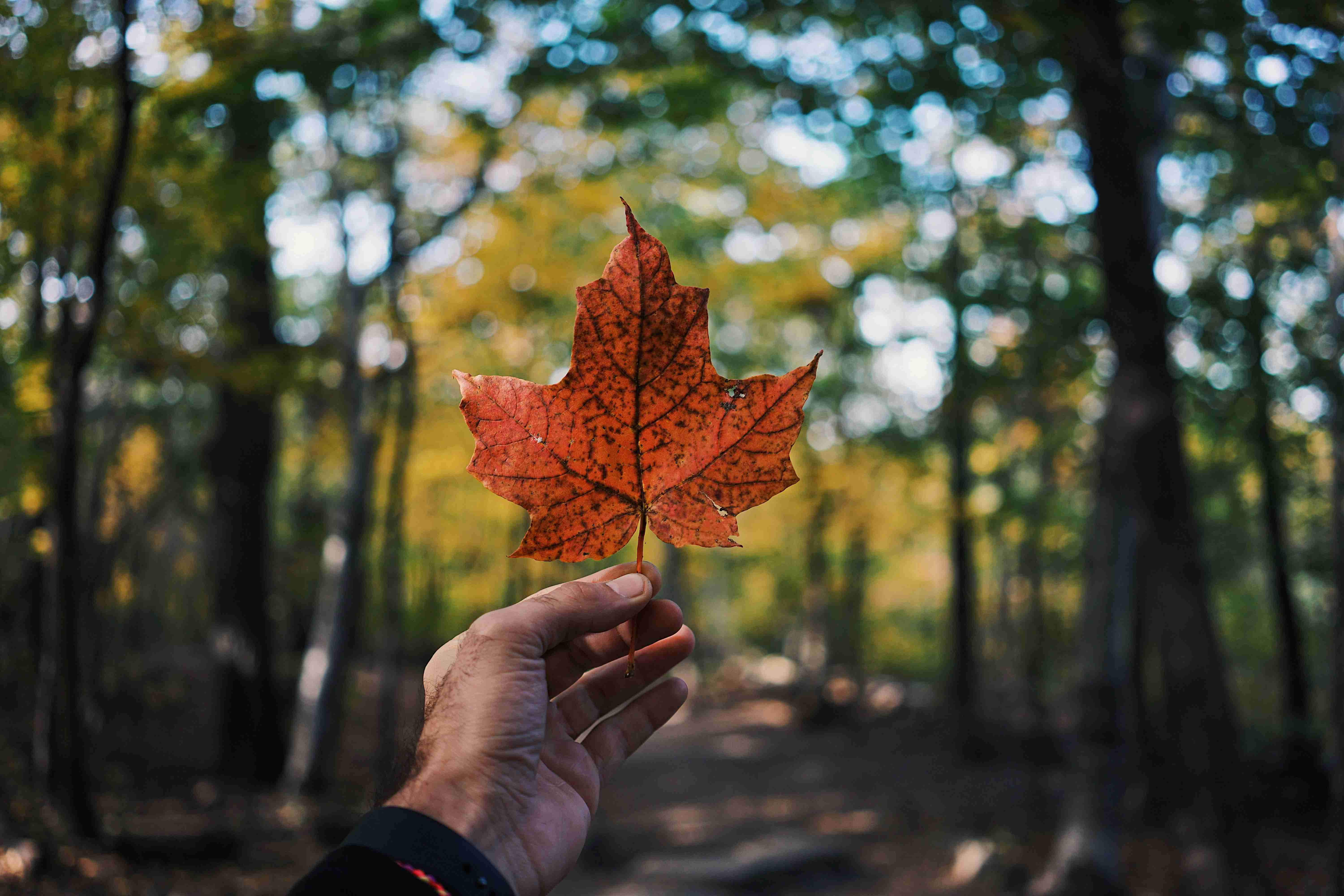 Explore Canada: Your Next Great Escape into Nature