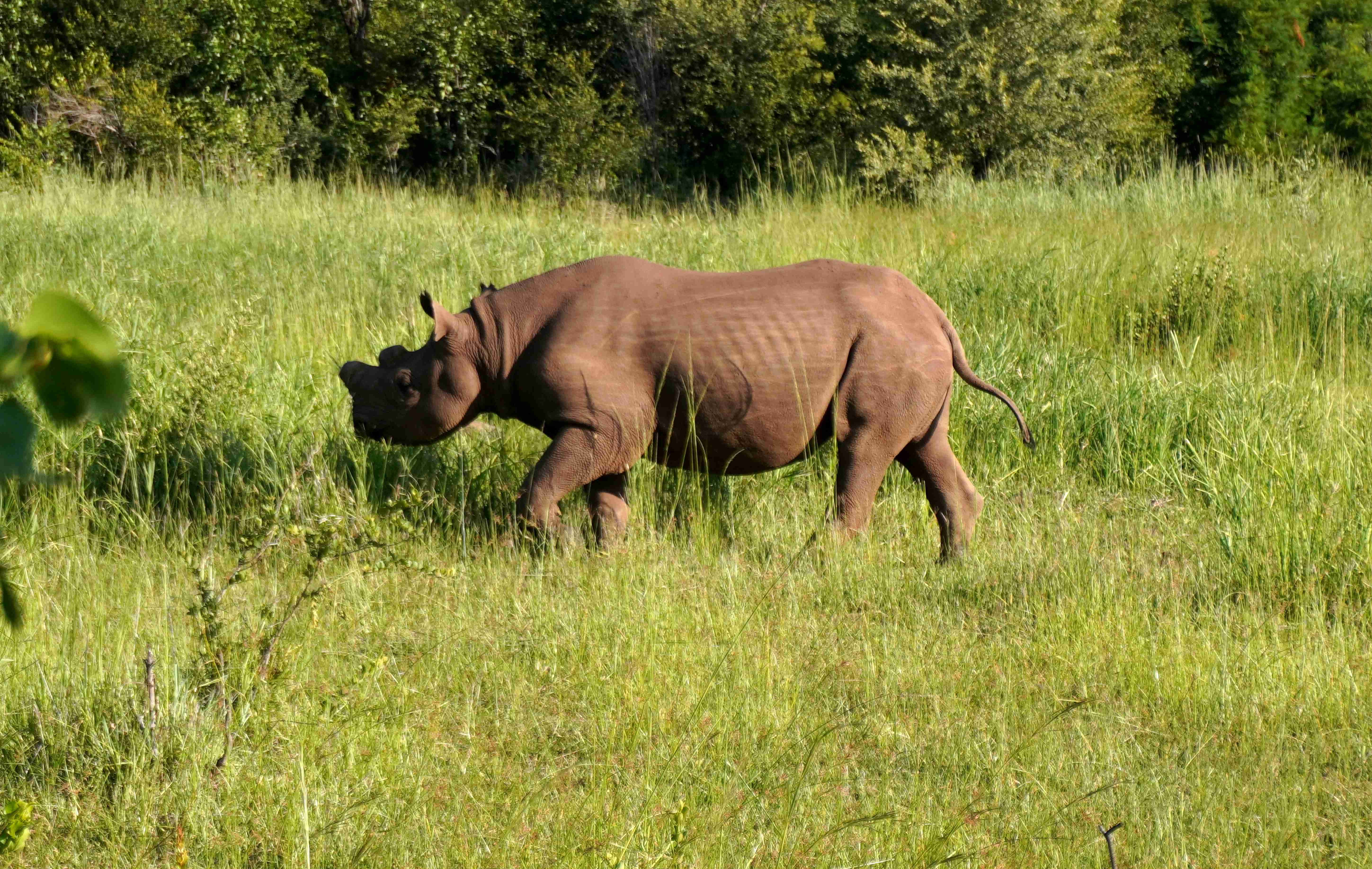 a-rhino-standing-in-a-field-of-tall-grass