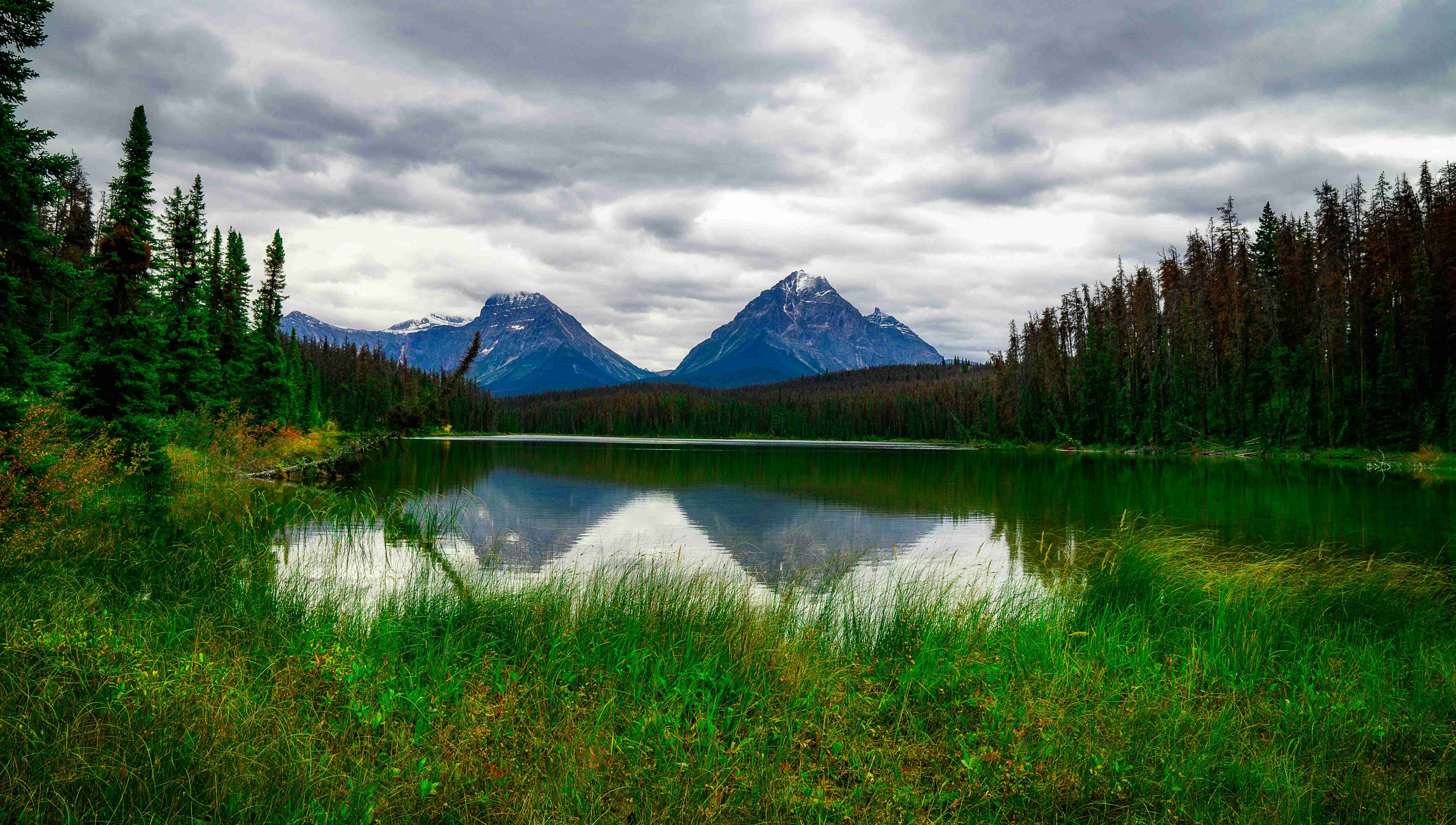 green trees near lake