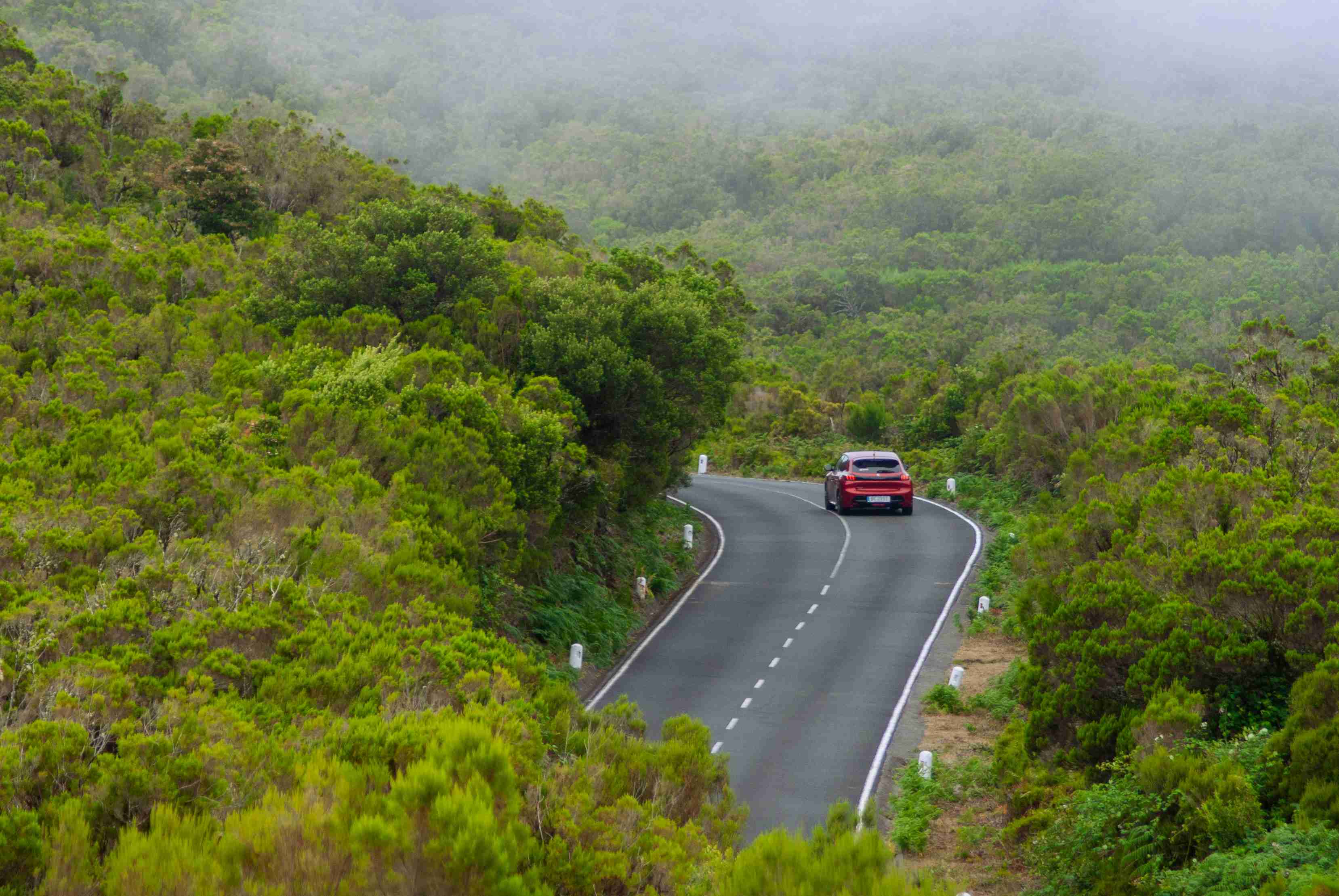 a-car-driving-down-a-road-surrounded-by-trees
